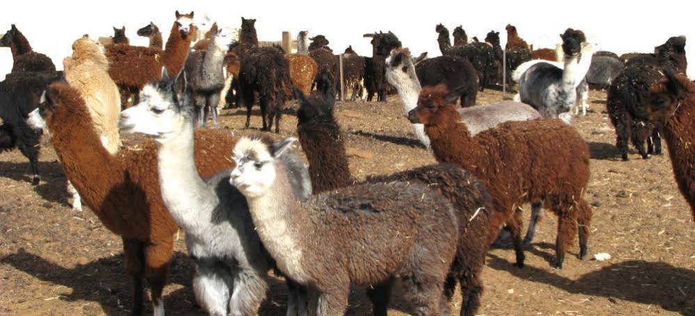 Alpaca Farm