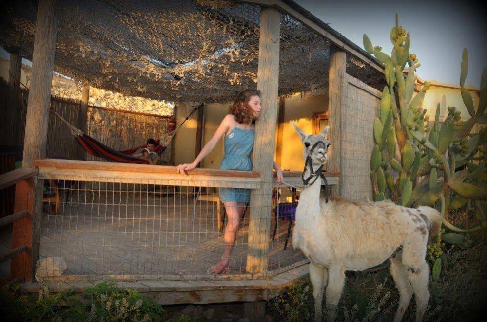 Alpaca Farm