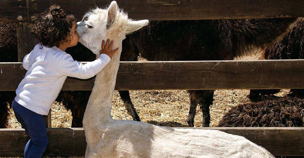Alpaca Farm