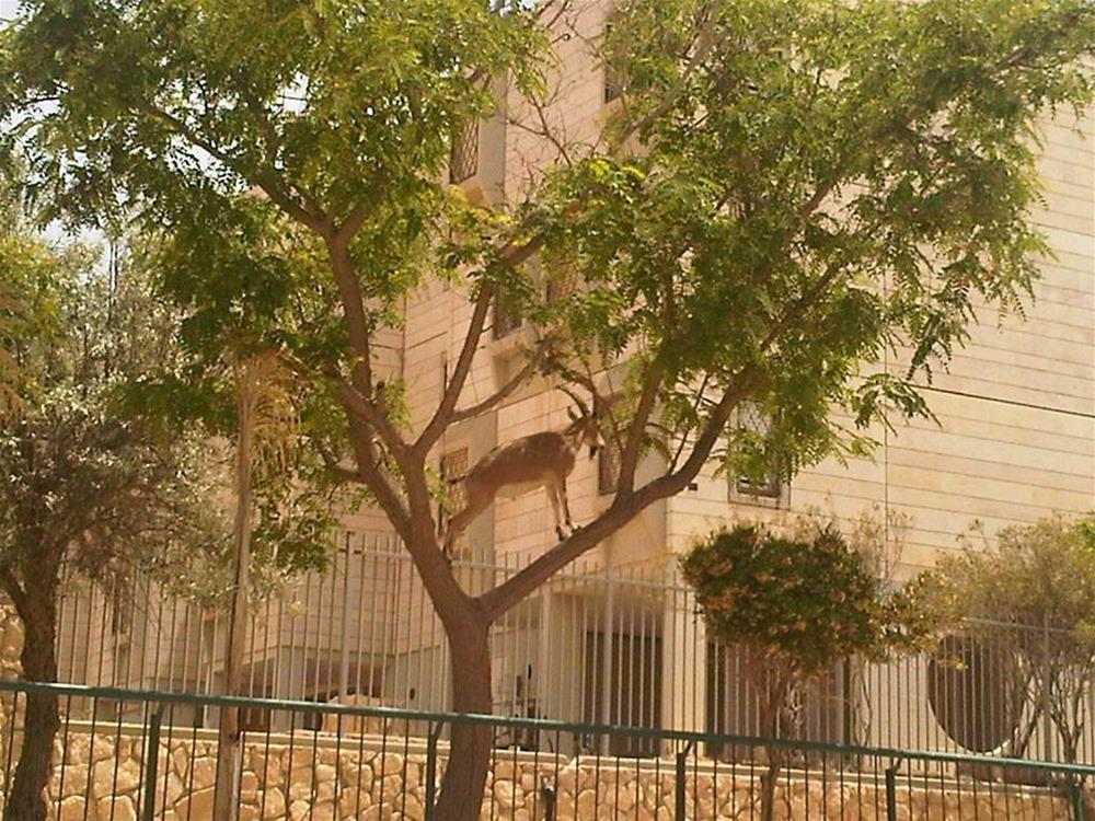 Ramon Suites Hotel