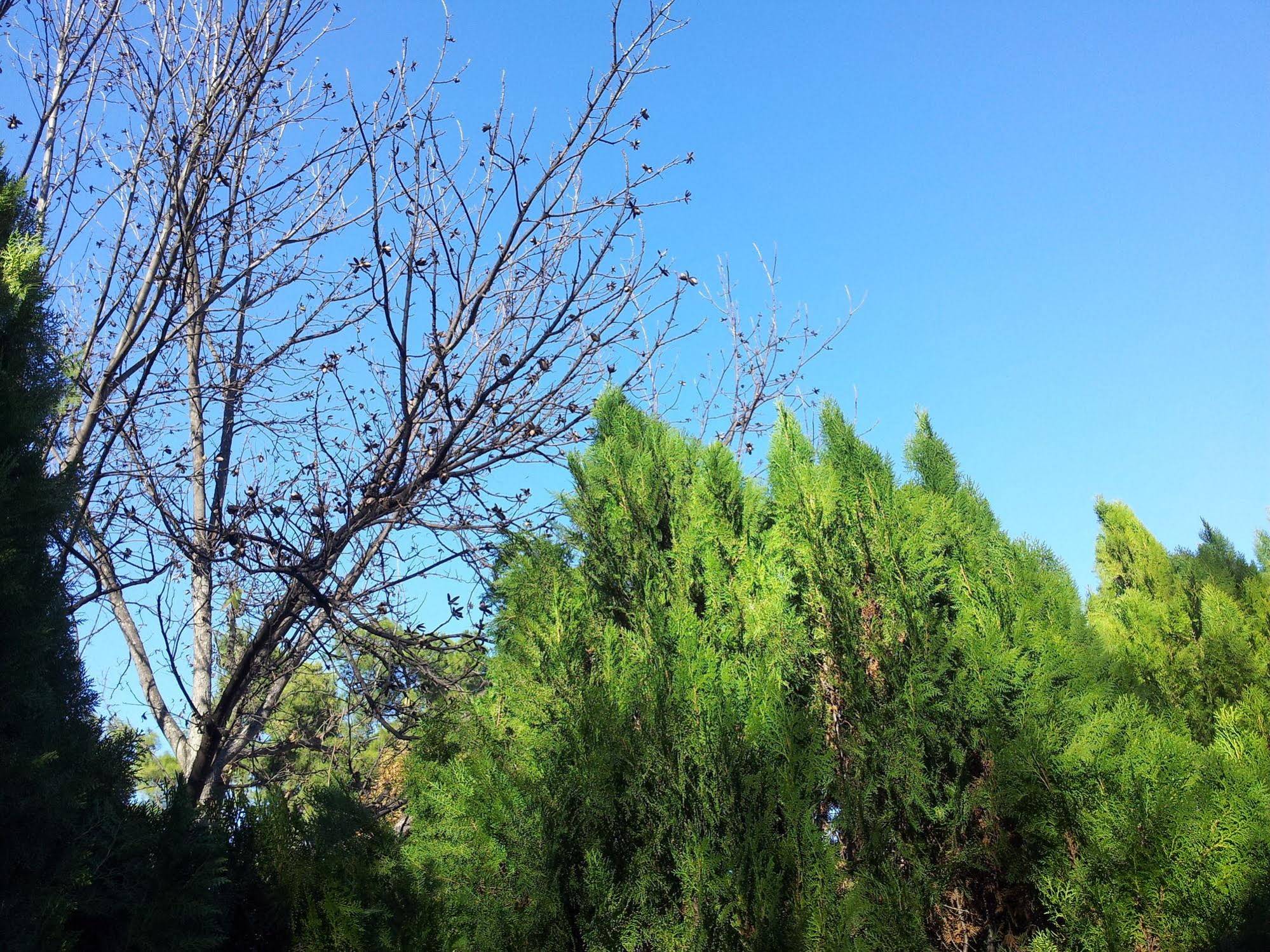At Our Yard - Vacation Apartments in upper Galilee