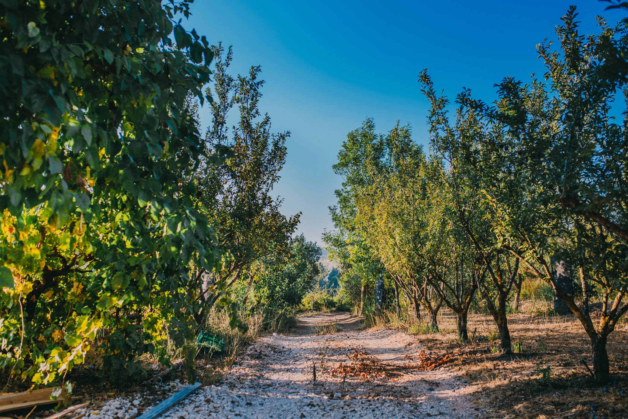 Tur Sinai Organic Farm Resort