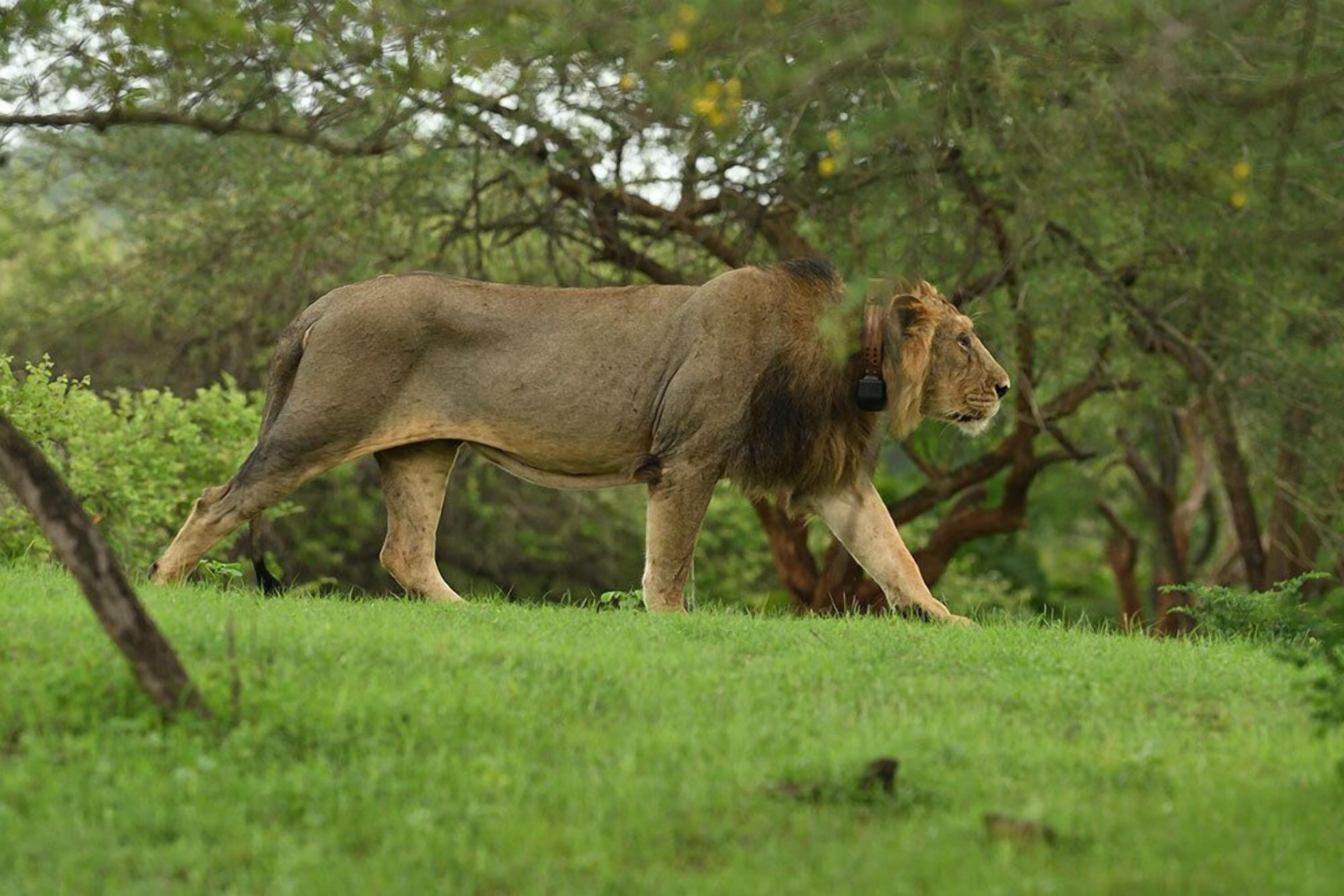Aramness Gir National Park