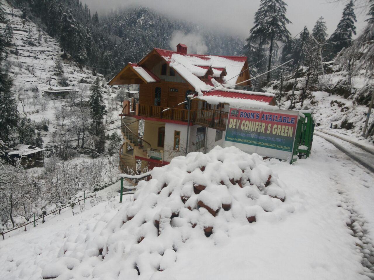 Dev Conifers Green