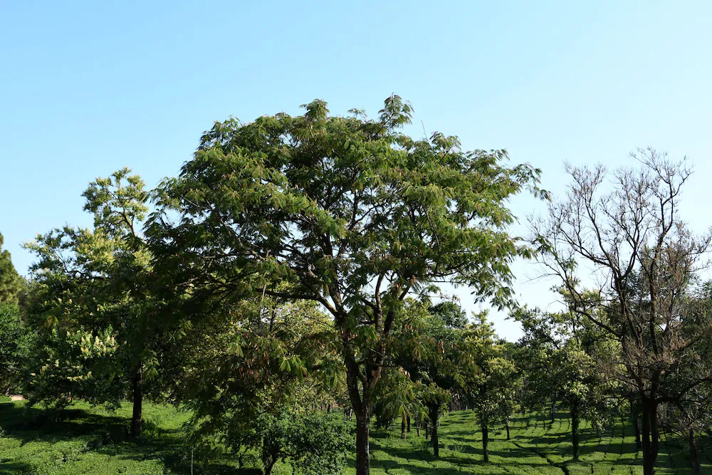 Mastiff Villa Camellia – A Tea Estate Hotel