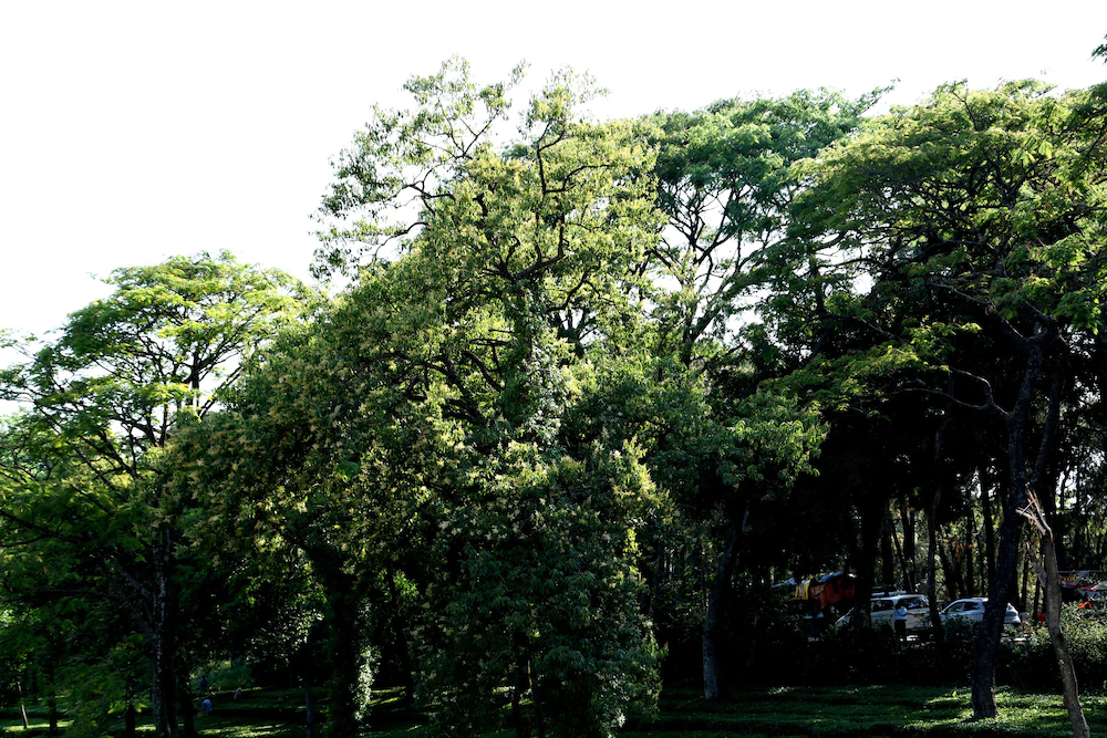 Mastiff Villa Camellia – A Tea Estate Hotel
