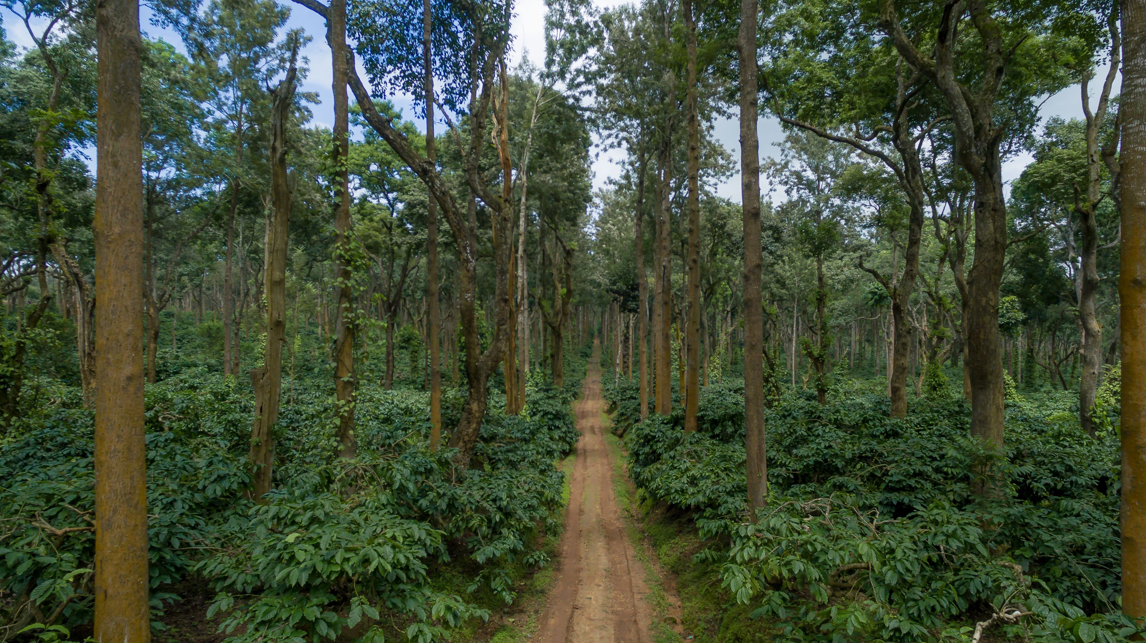 Arabidacool Bungalow, Chikmagalur