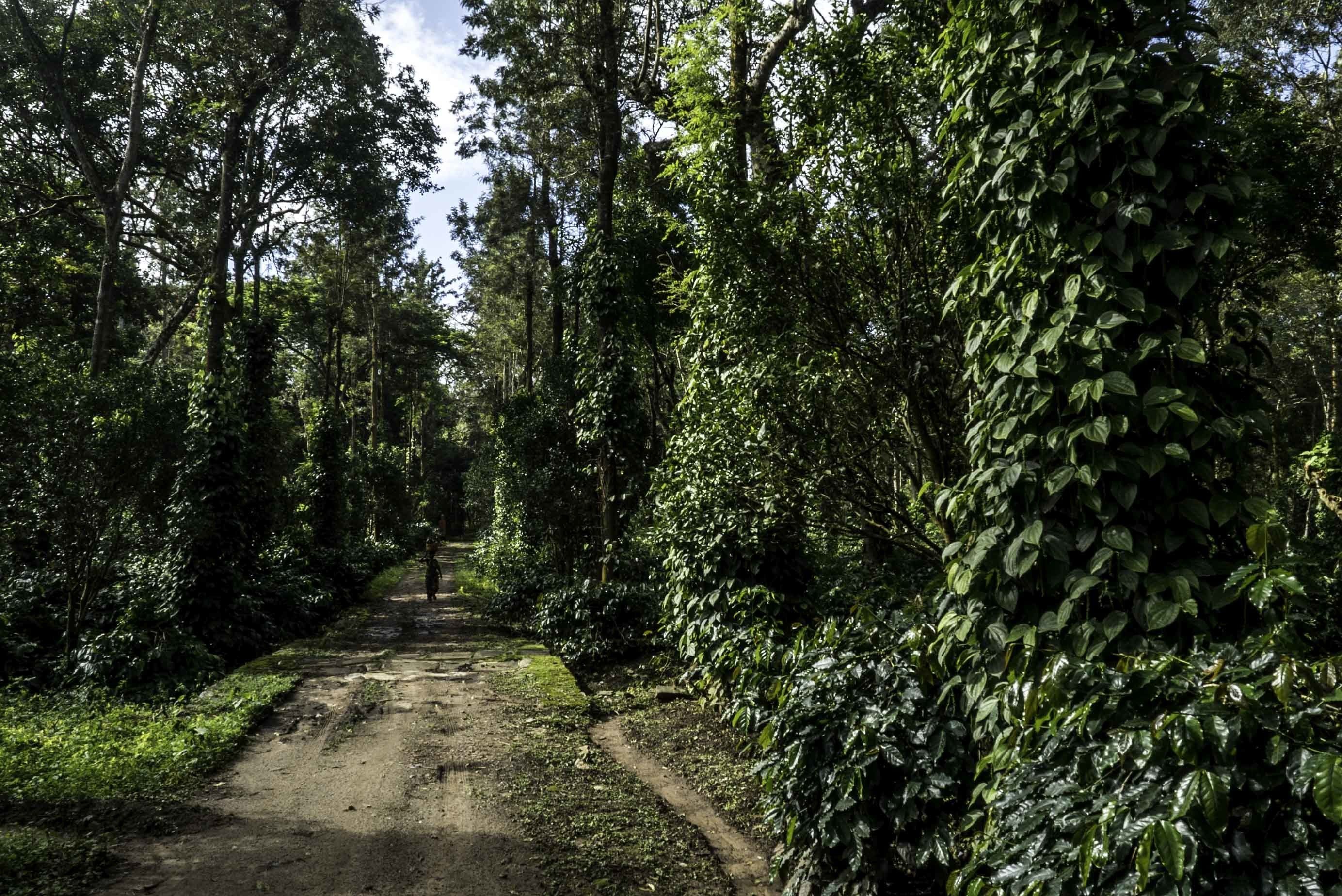 Brindavan Estate Homestay A Wandertrails Showcase