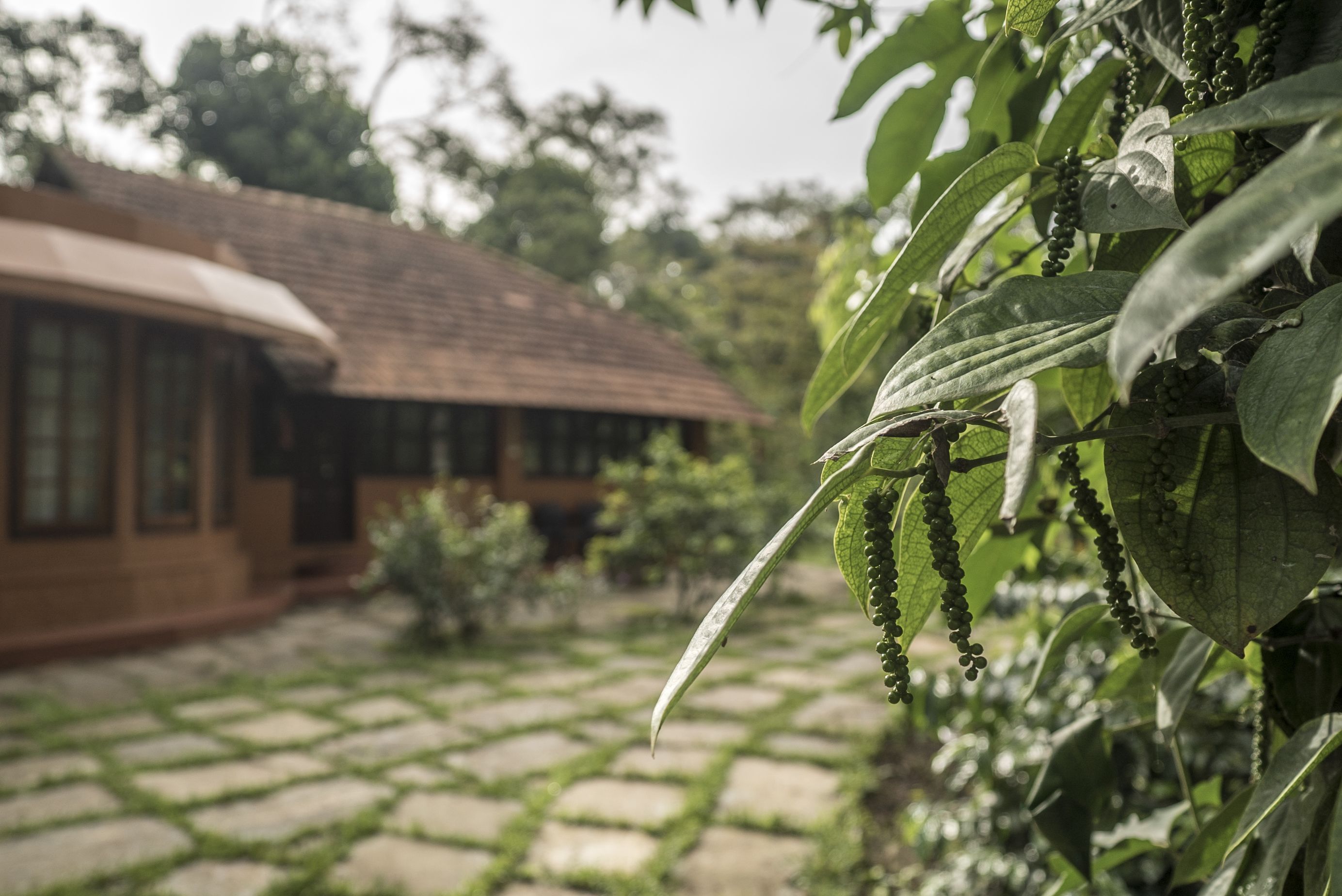 Brindavan Estate Homestay A Wandertrails Showcase