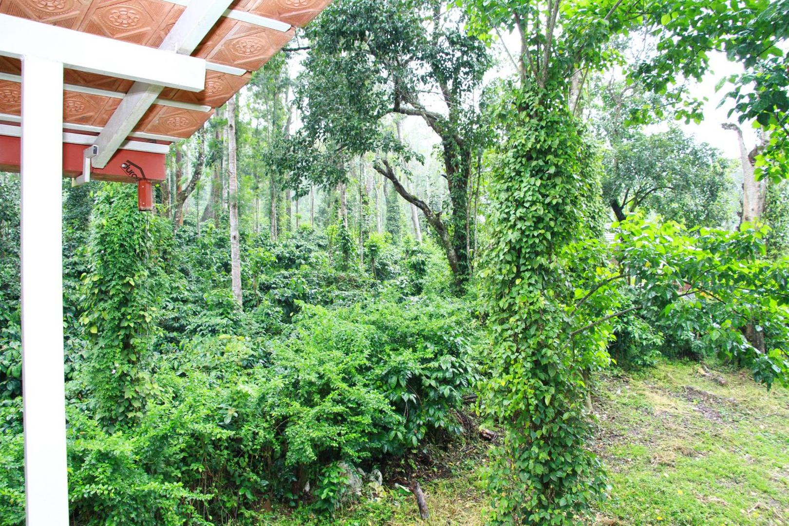Peaberry-A Nature Boutique Hotel