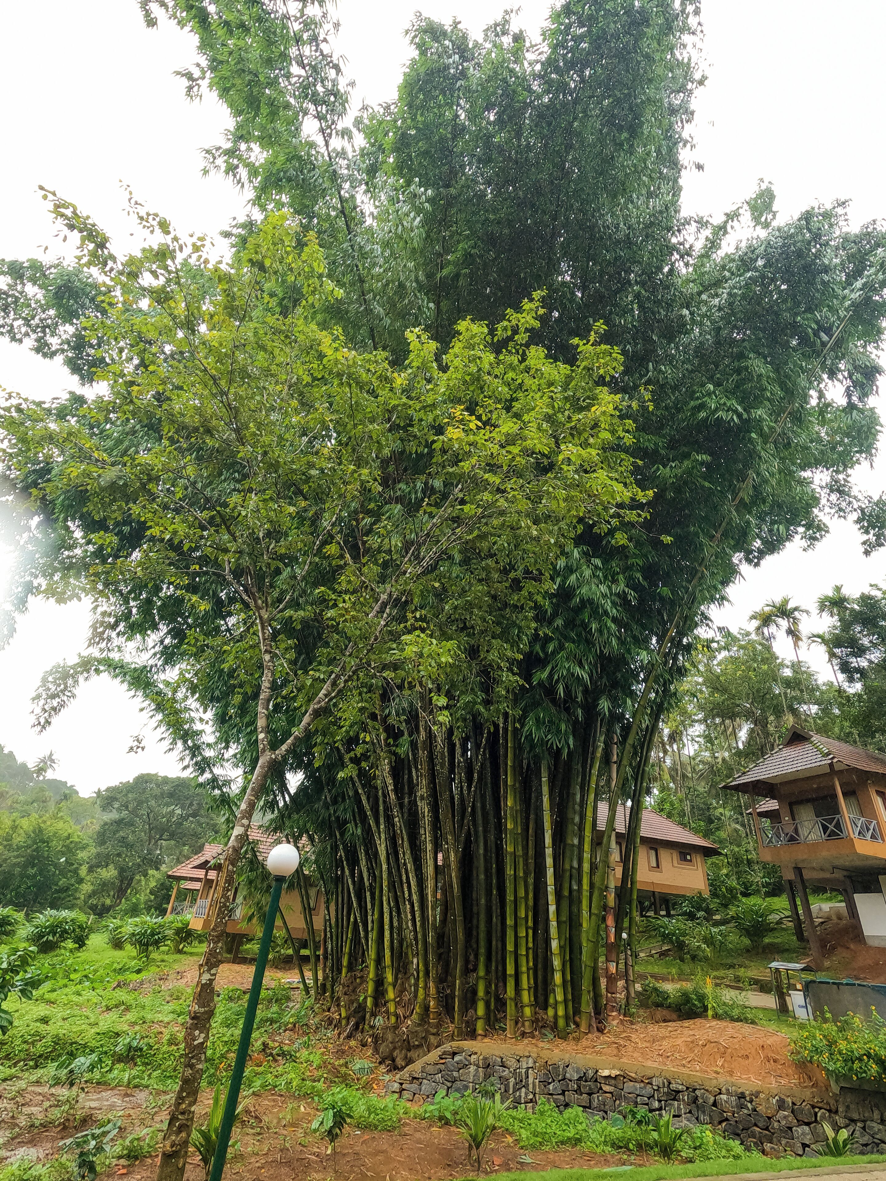 Sterling Vythiri Wayanad