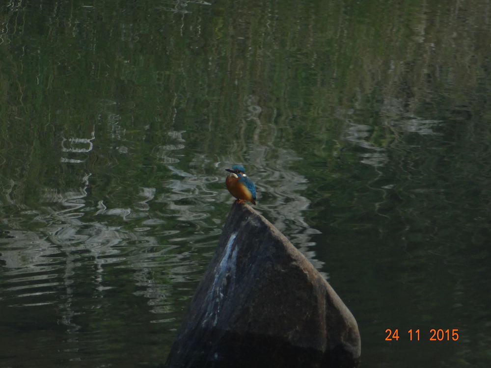 Windsor Tiger Resort