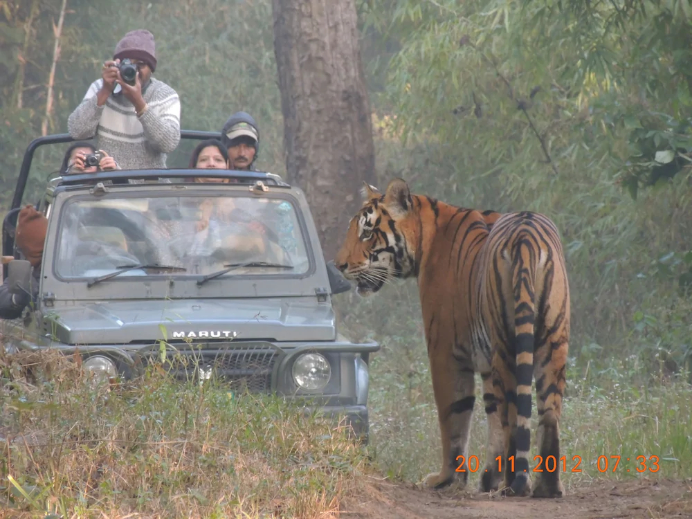 Windsor Tiger Resort