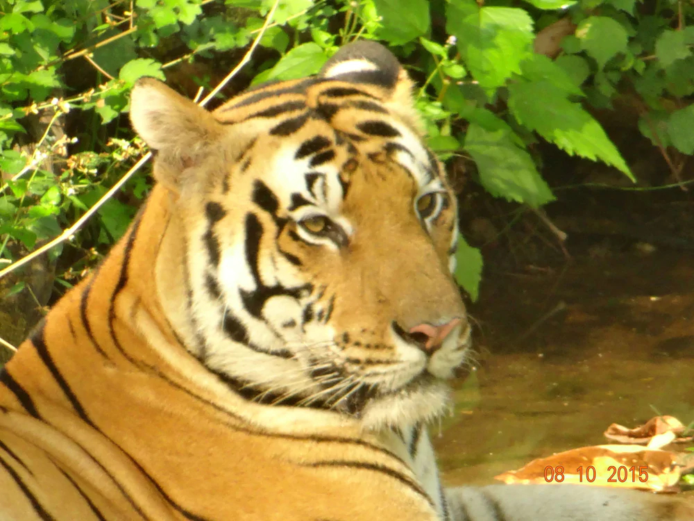 Windsor Tiger Resort