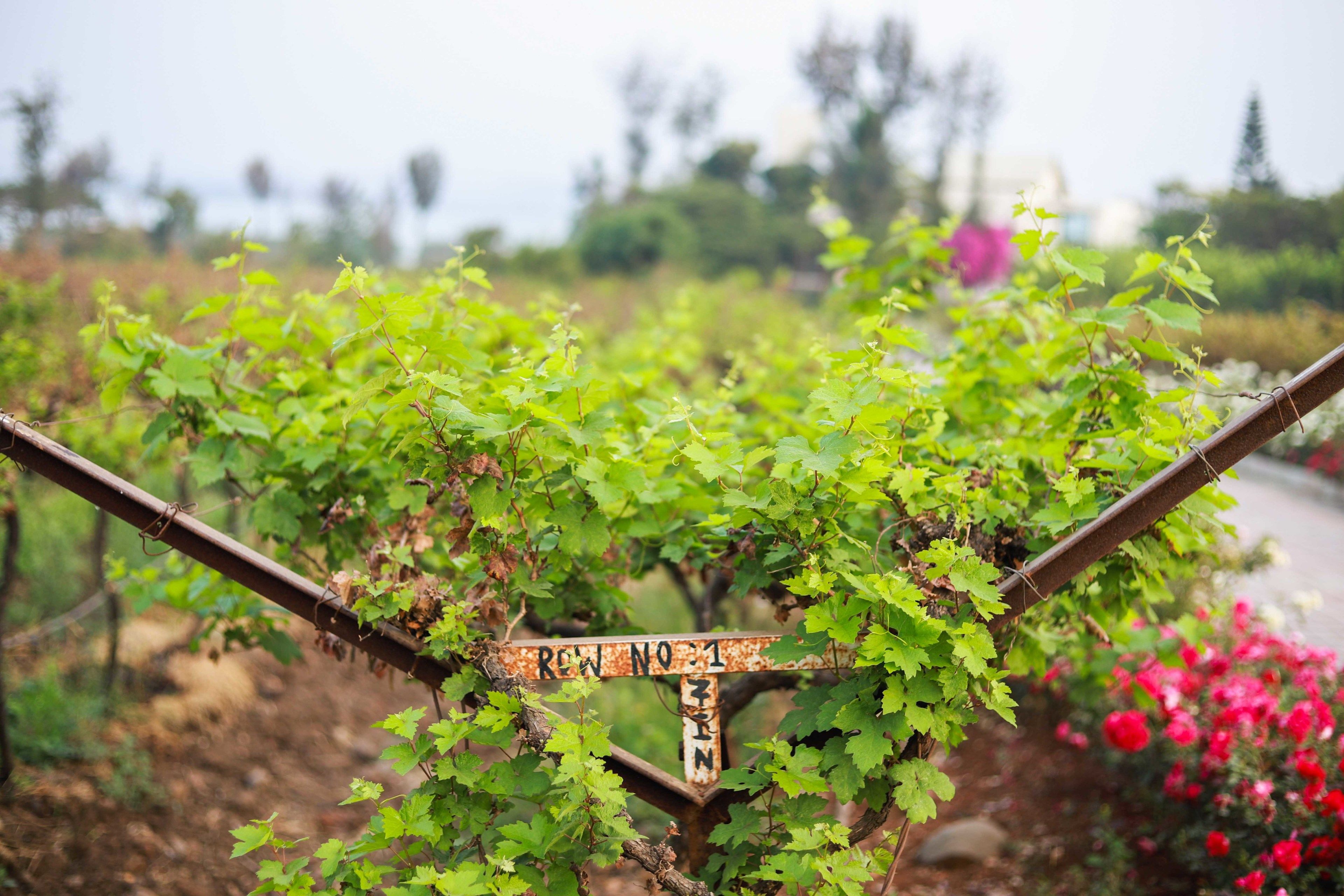 Regenta Resort, Soma Vine Village, Nashik