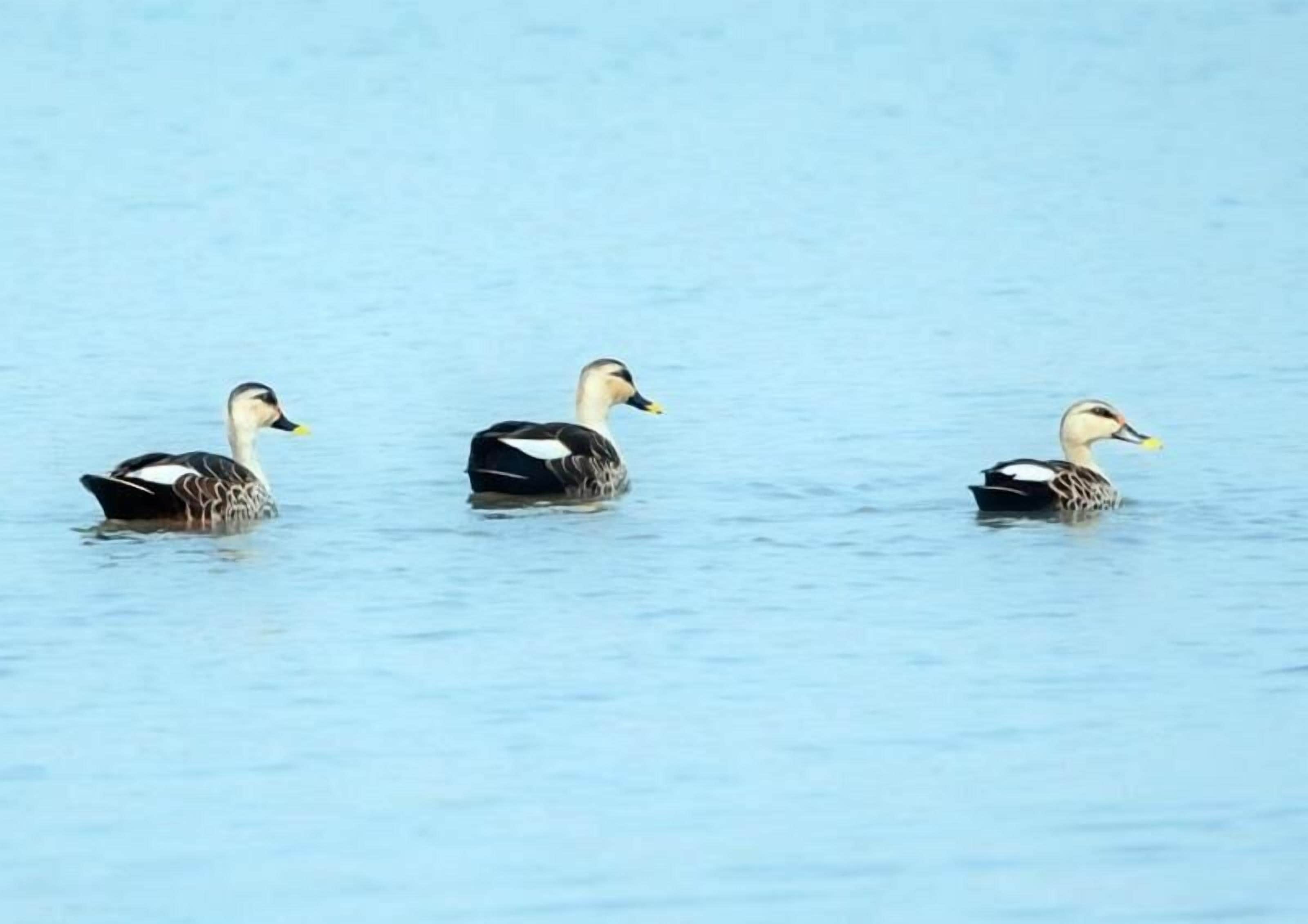 Thour Nature Resorts