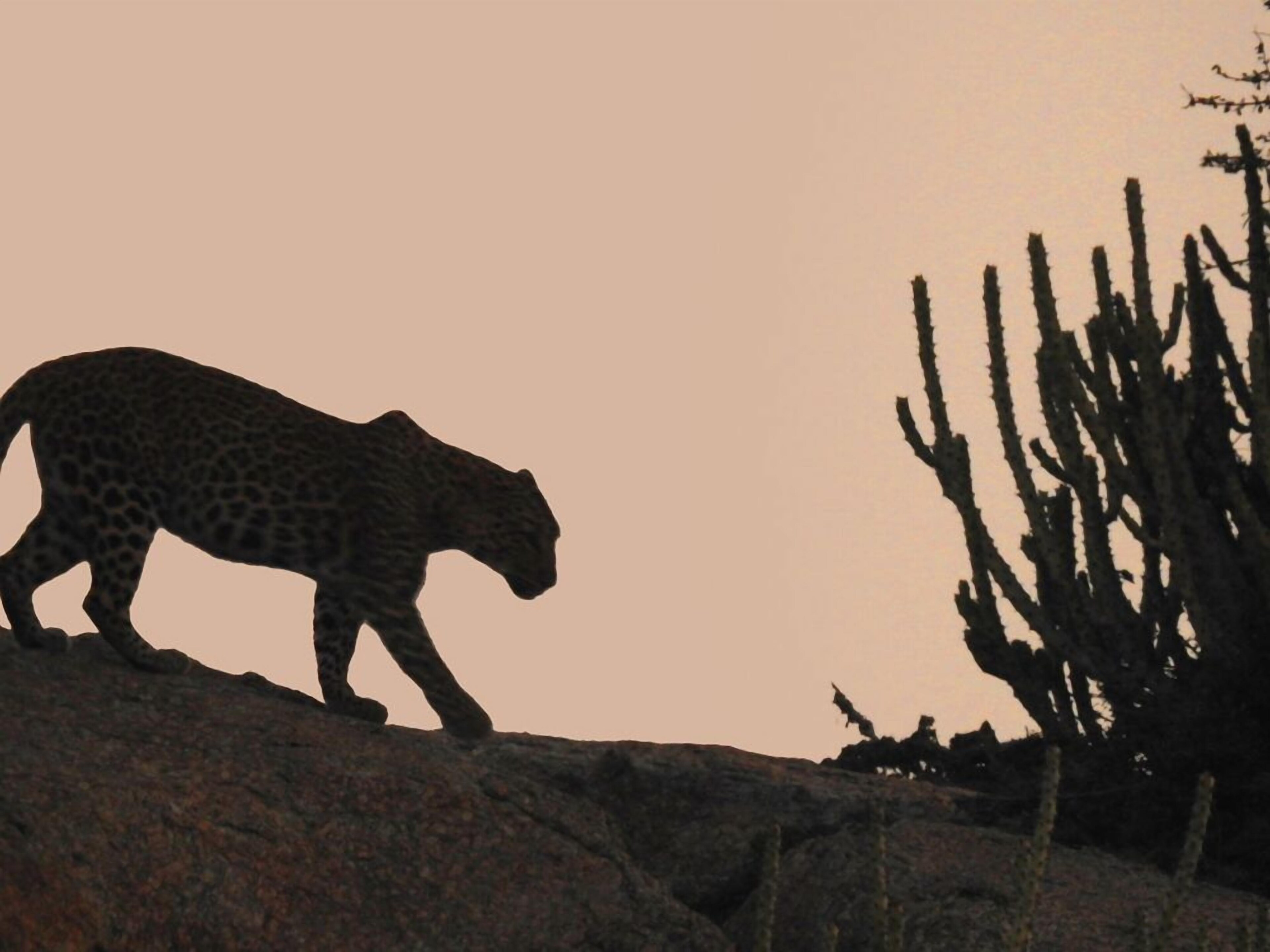 Thour Nature Resorts