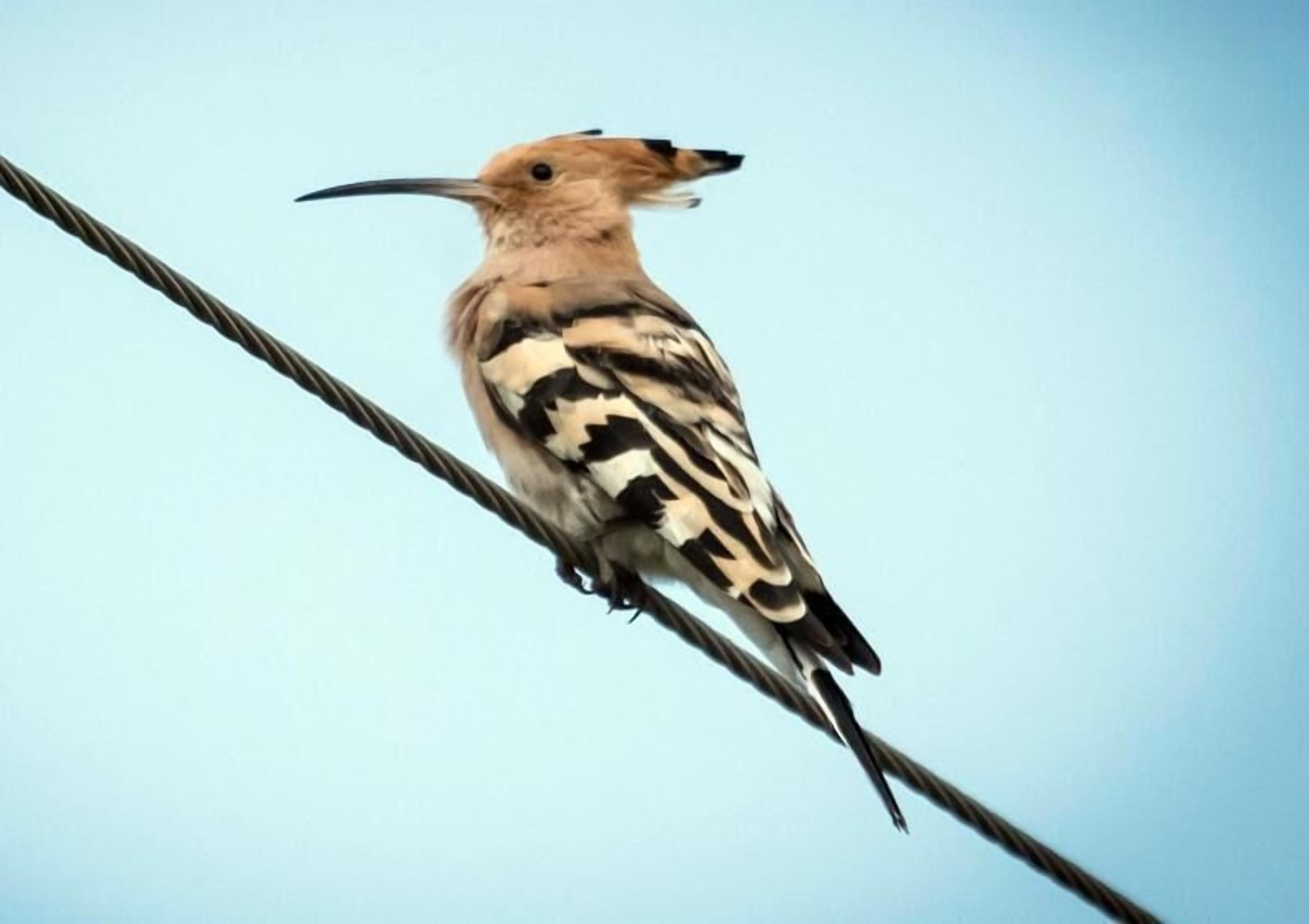 Thour Nature Resorts