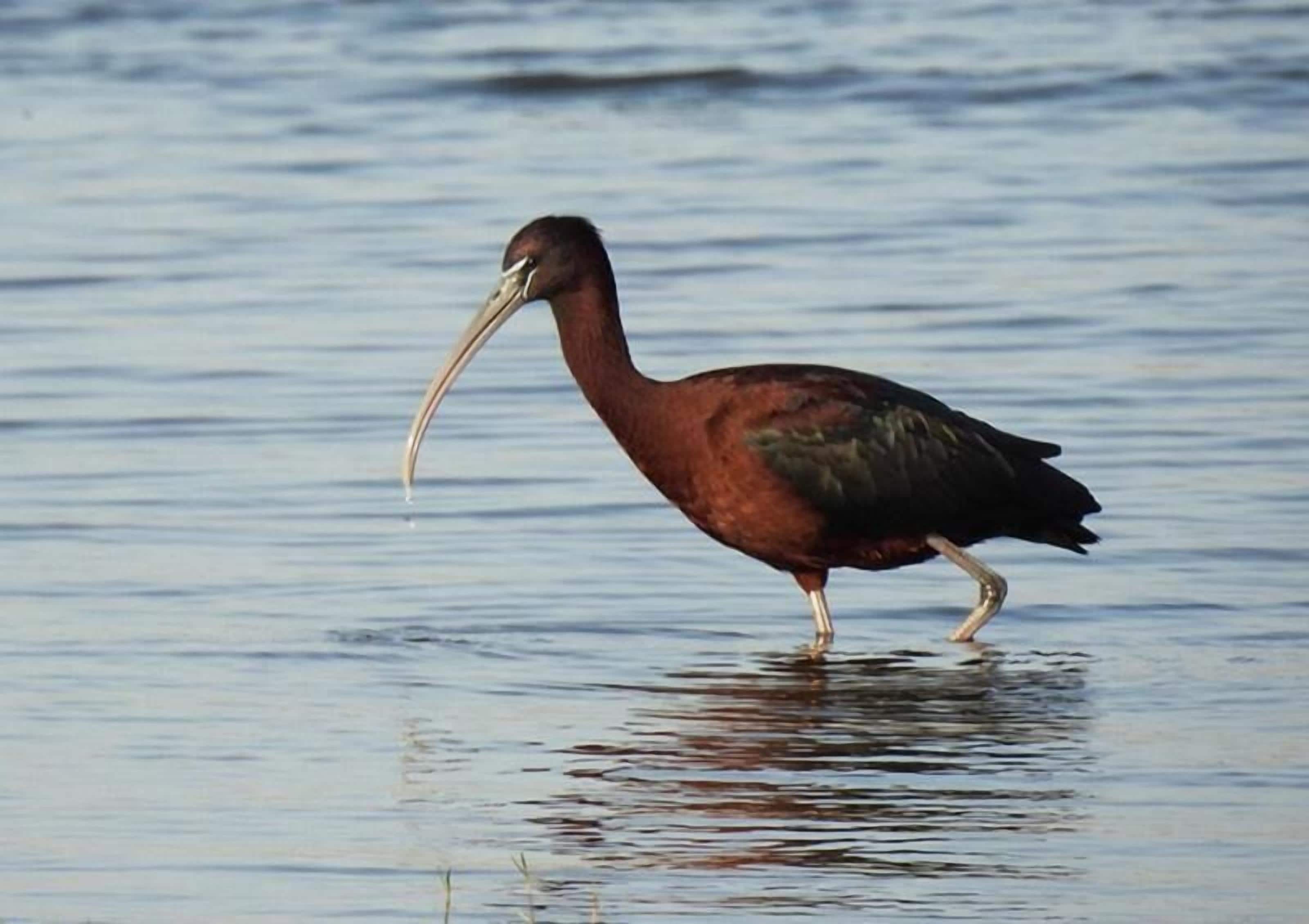 Thour Nature Resorts