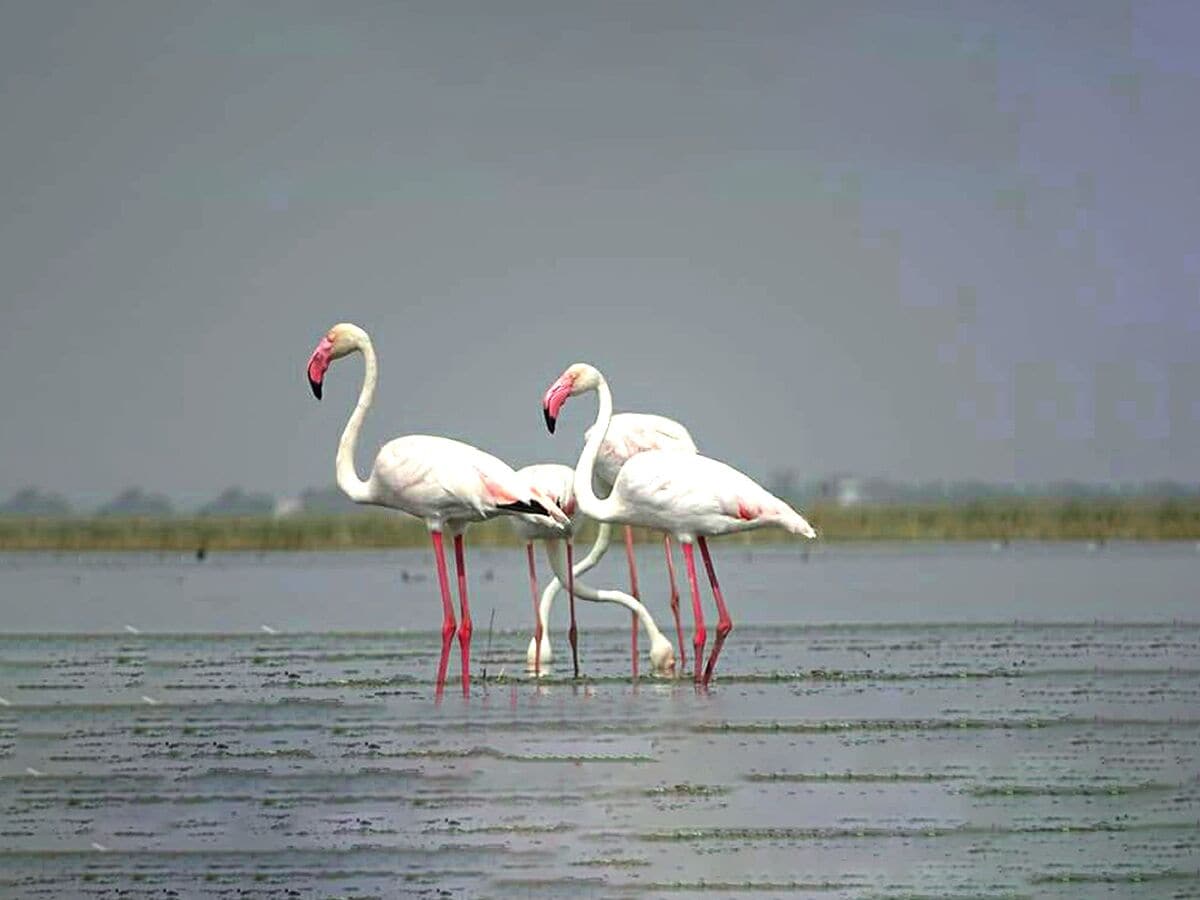 Thour Nature Resorts