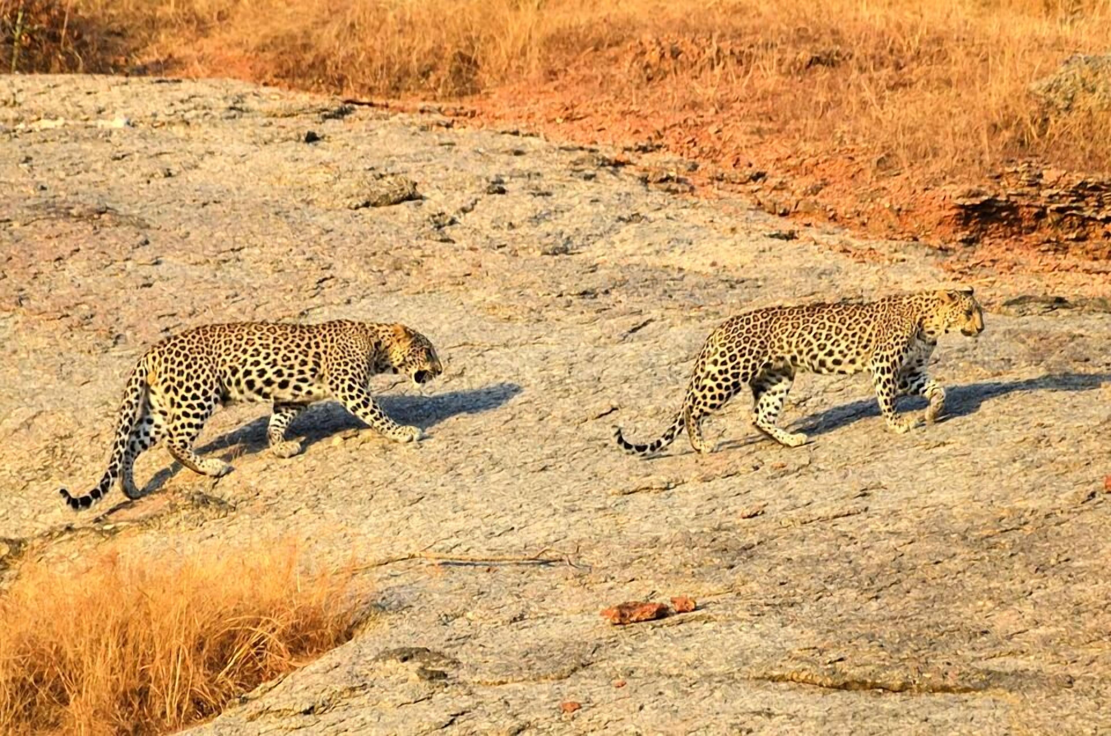 Thour Nature Resorts