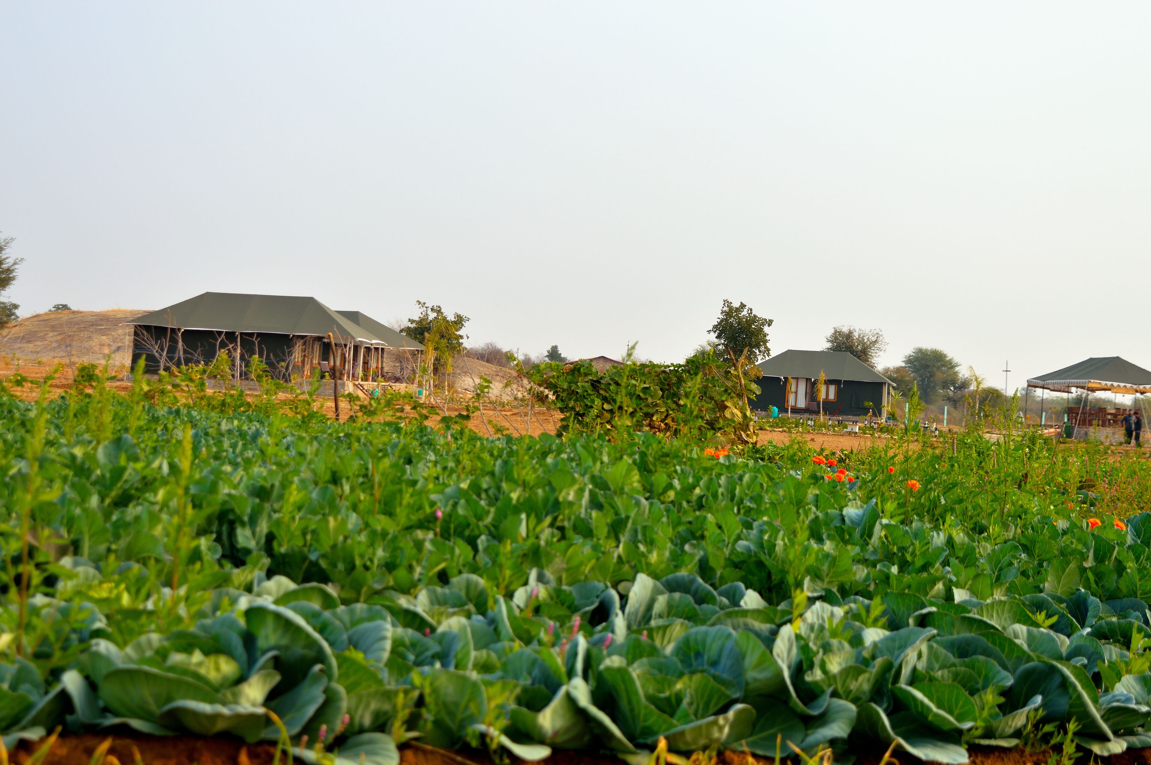 Thour Nature Resorts