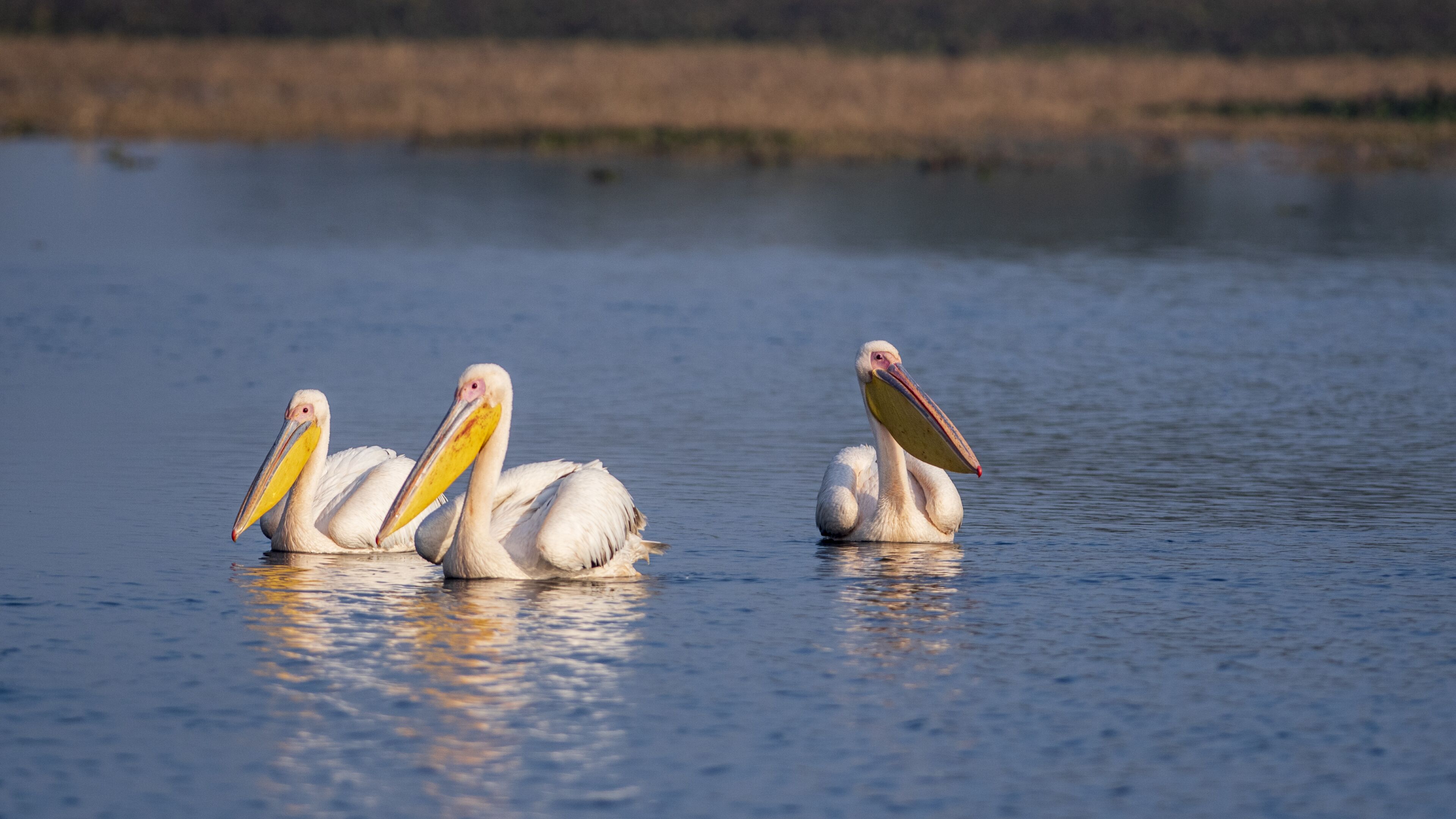 WelcomHeritage Cheetahgarh Resort & Spa
