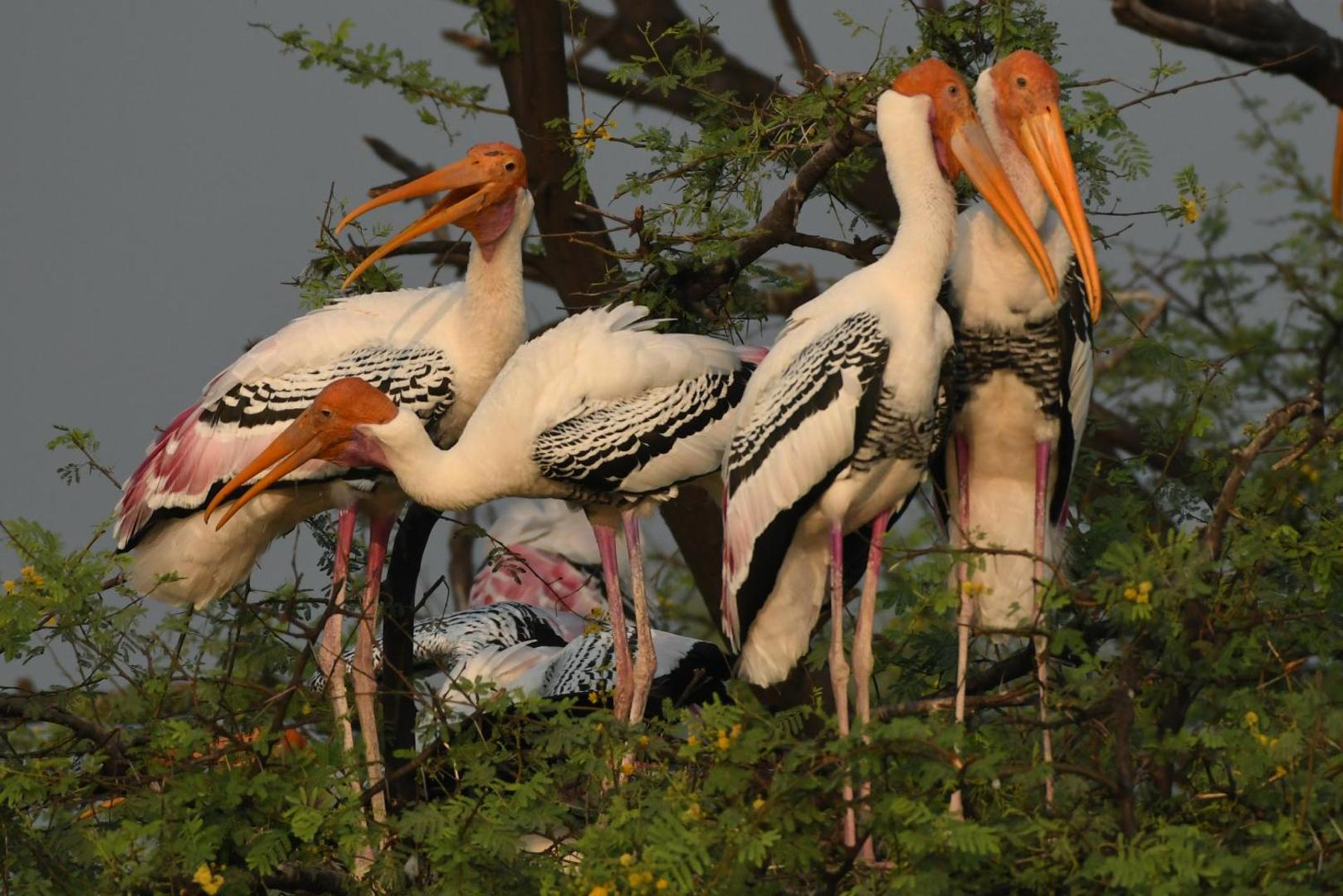 The Birders Inn