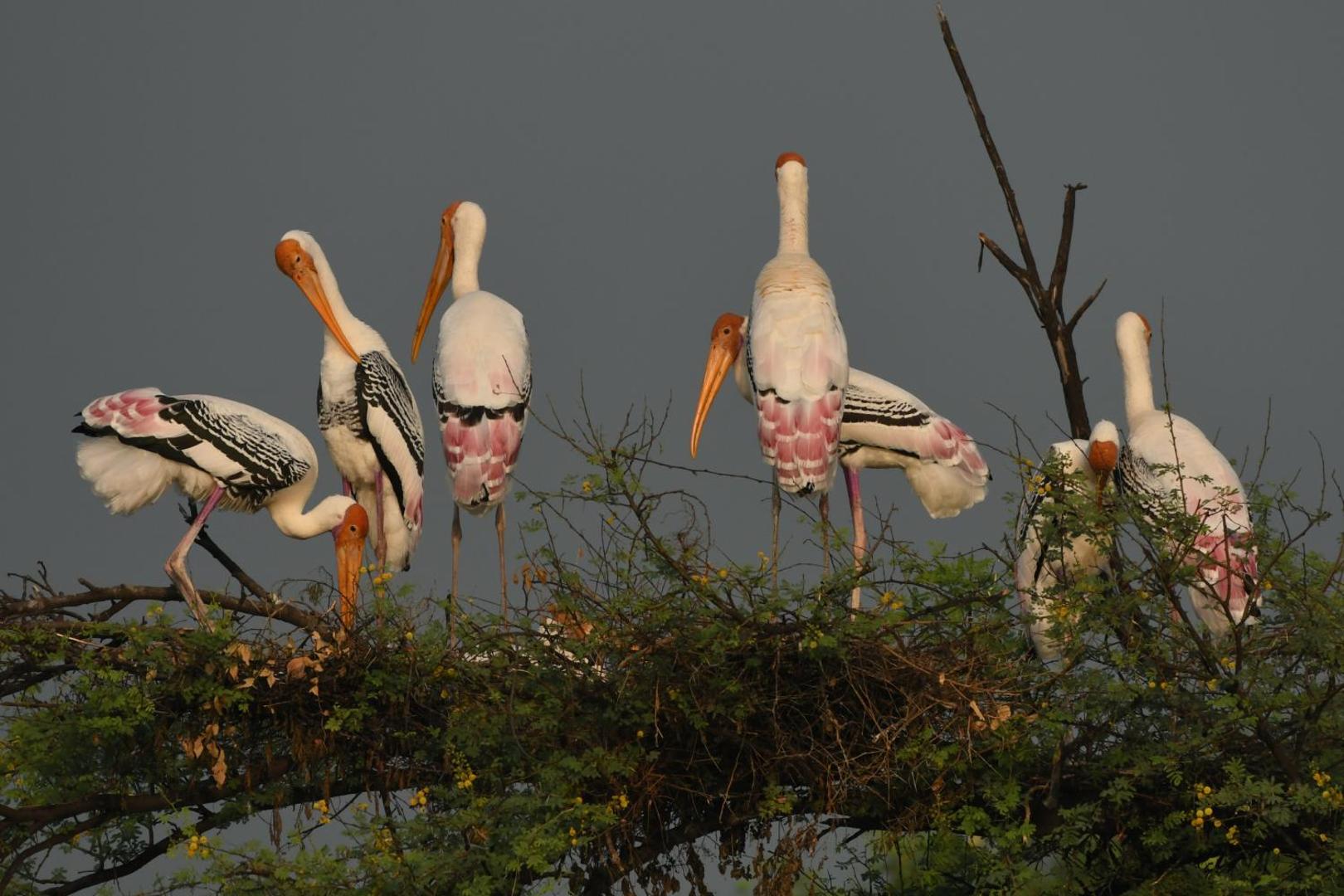 The Birders Inn