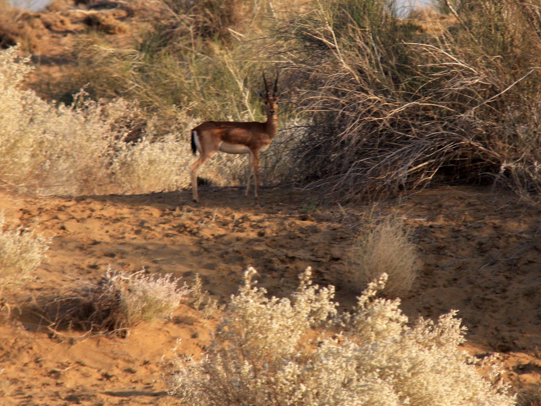 Damodra Desert Camp