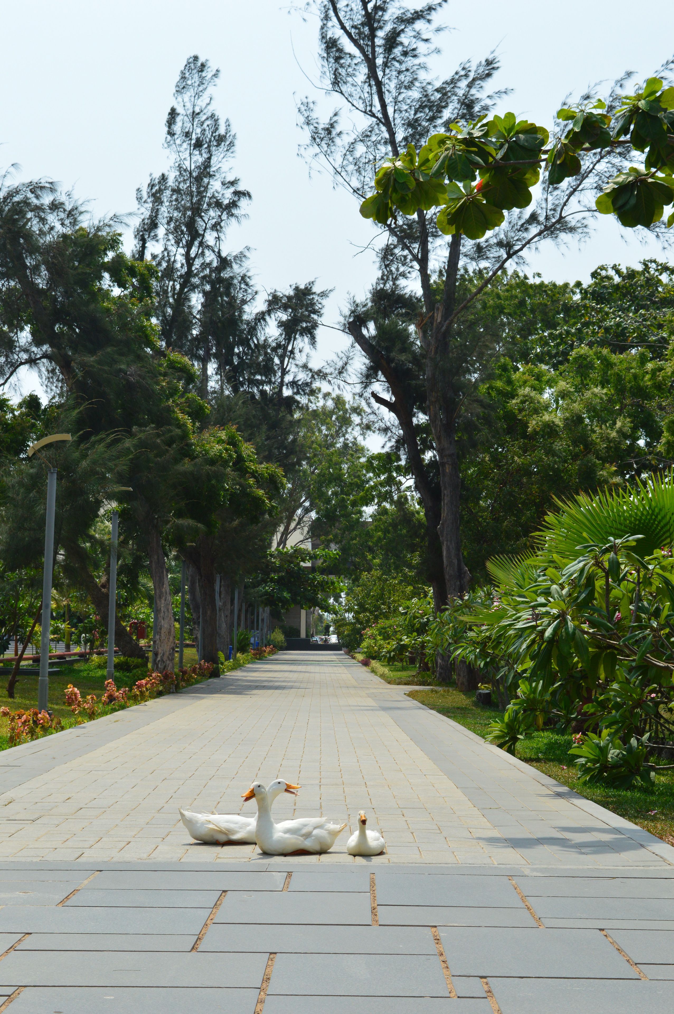 Welcomhotel by ITC Hotels, Kences Palm Beach, Mamallapuram