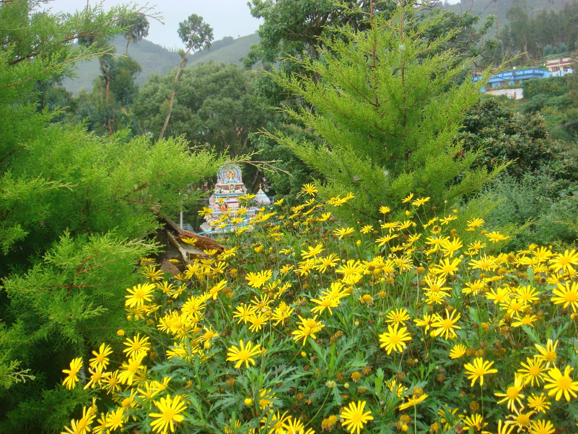 Mount N Mist