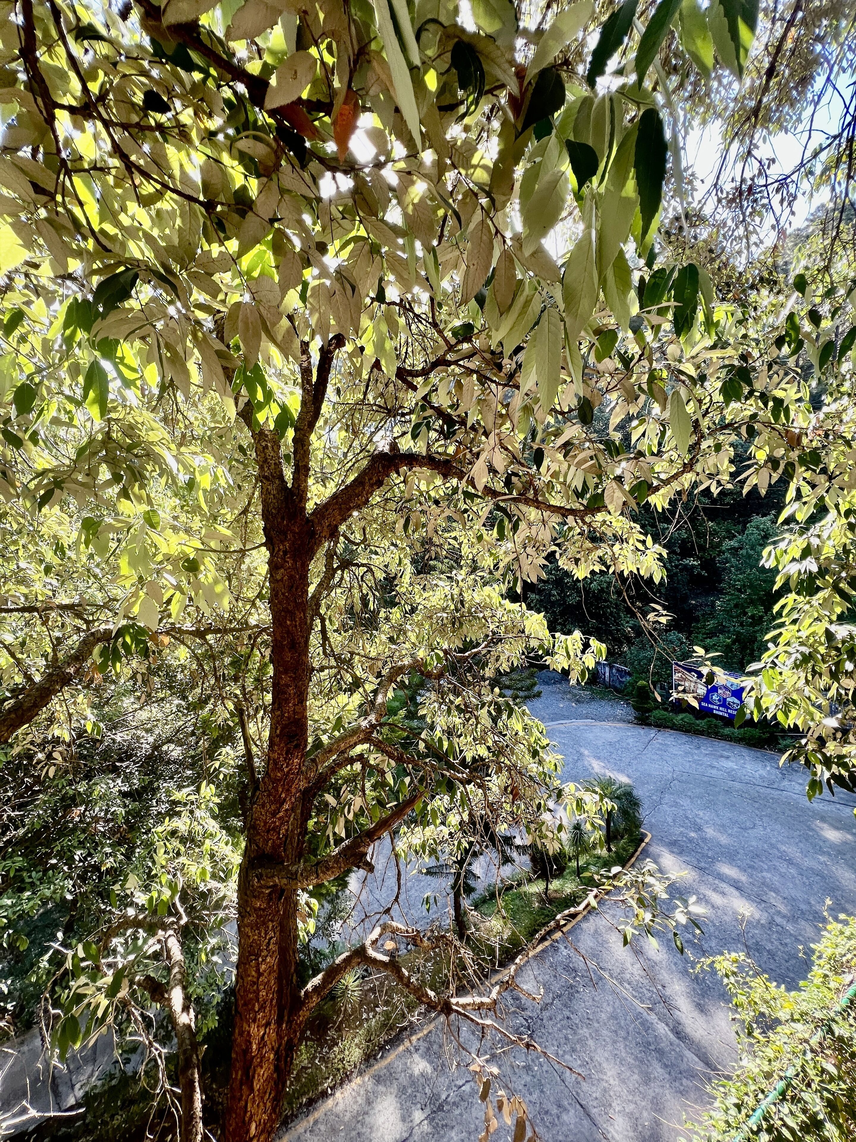 SeaHawk Resort Bhimtal