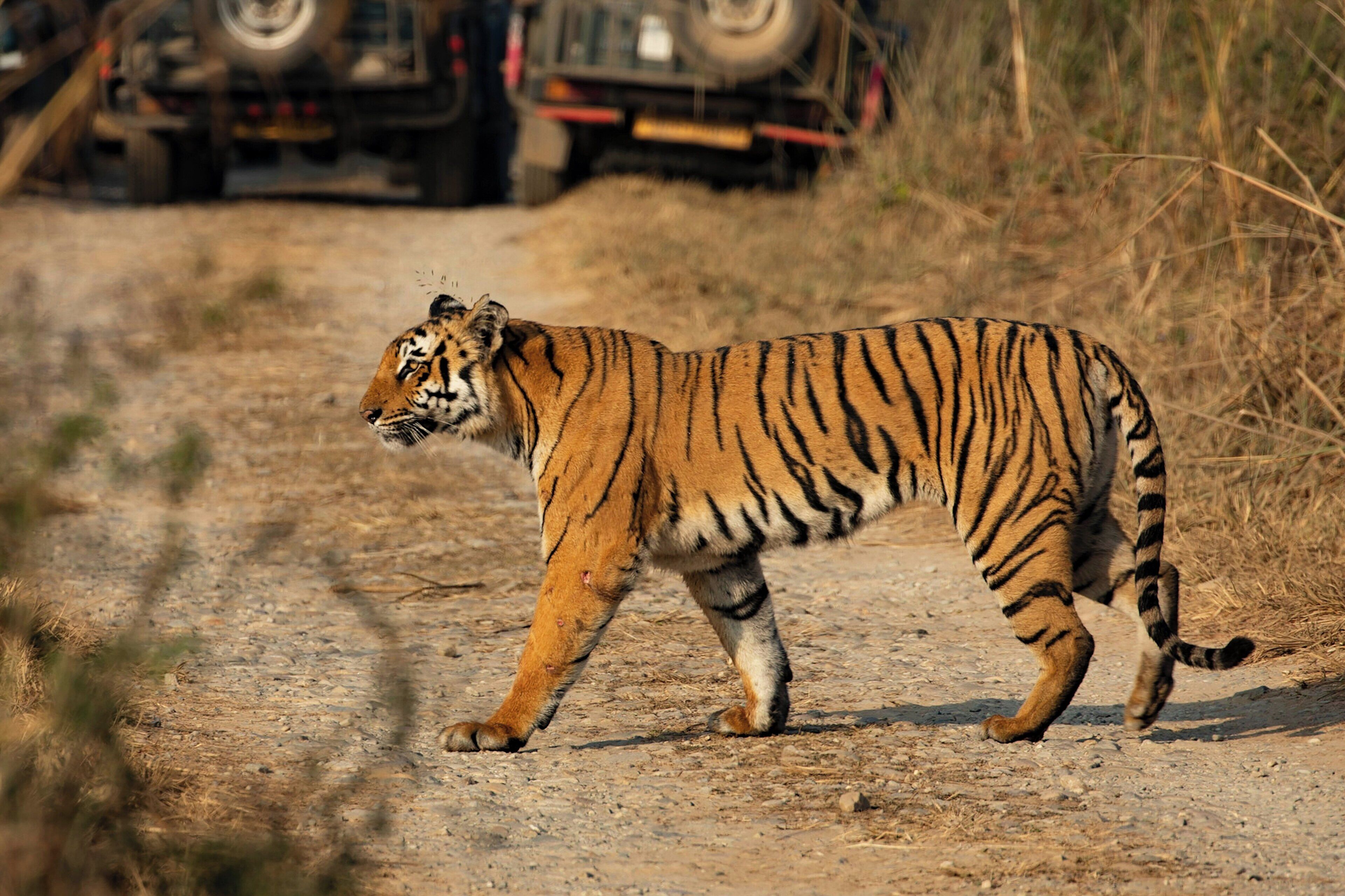 Voco Jim Corbett