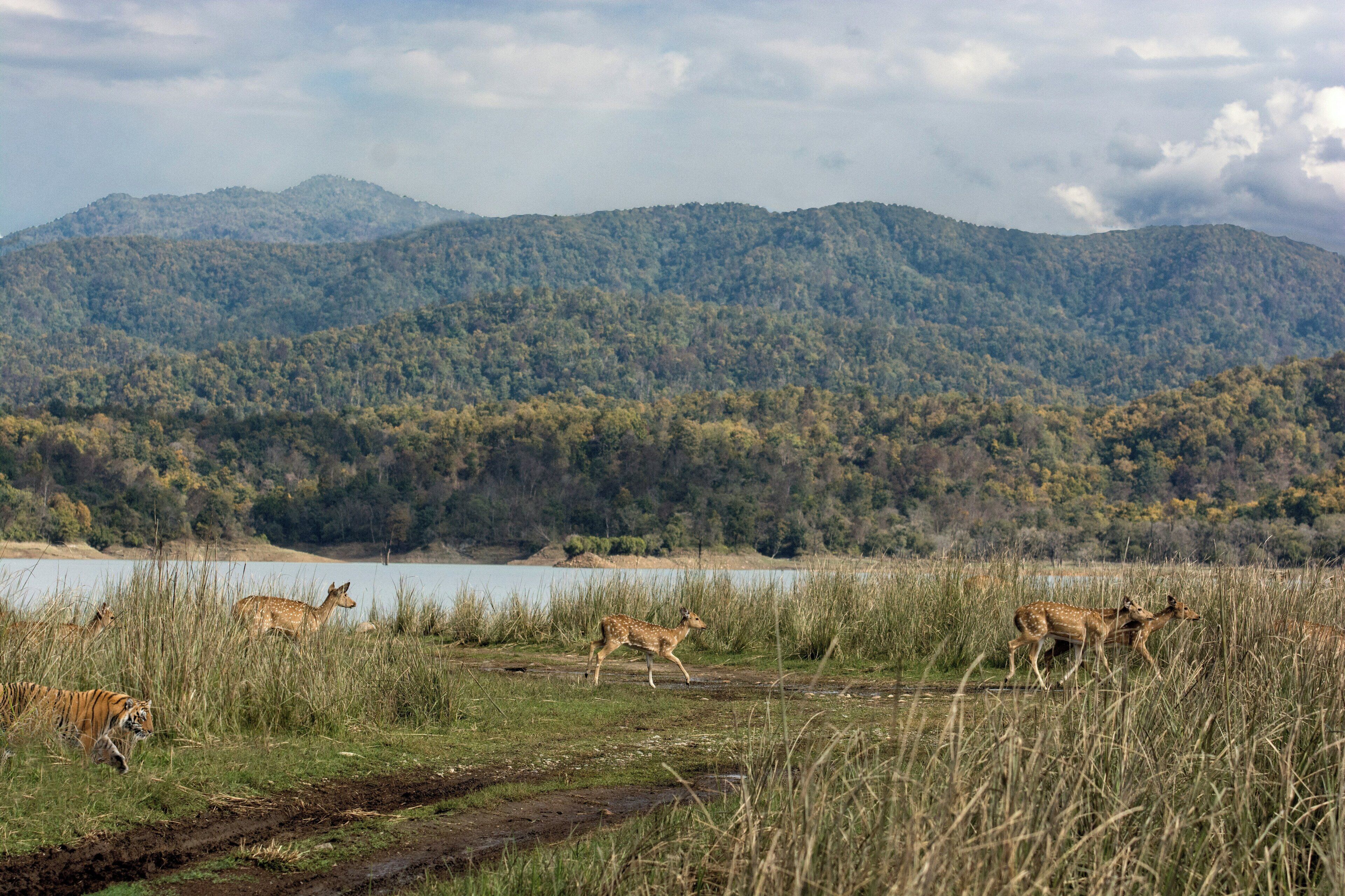 Voco Jim Corbett