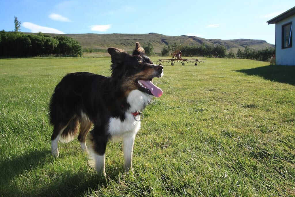 Guesthouse Steindórsstadir