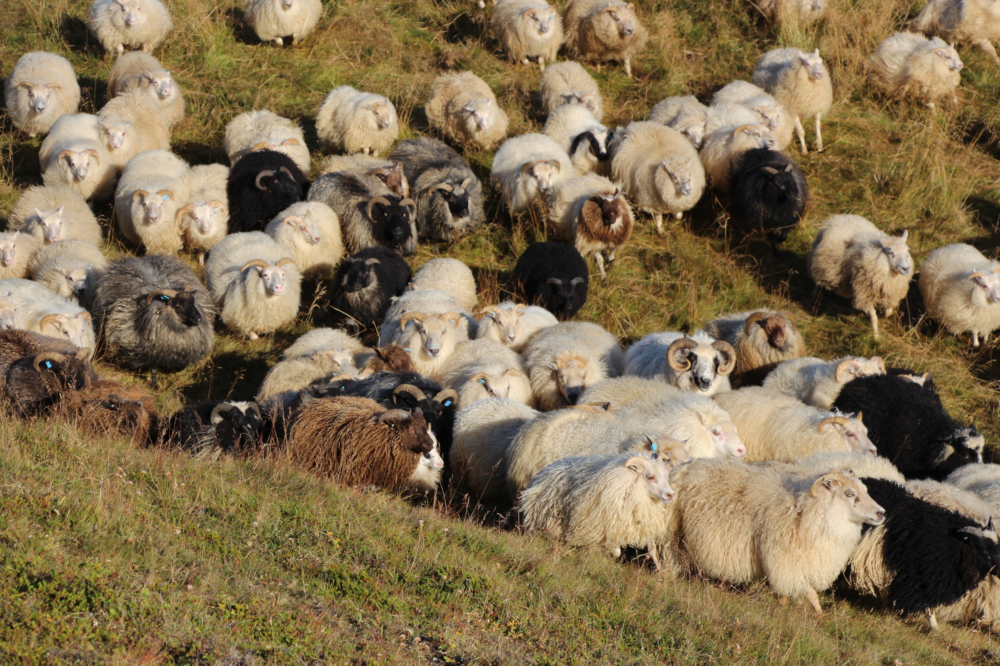 Helgafell Farmhouse