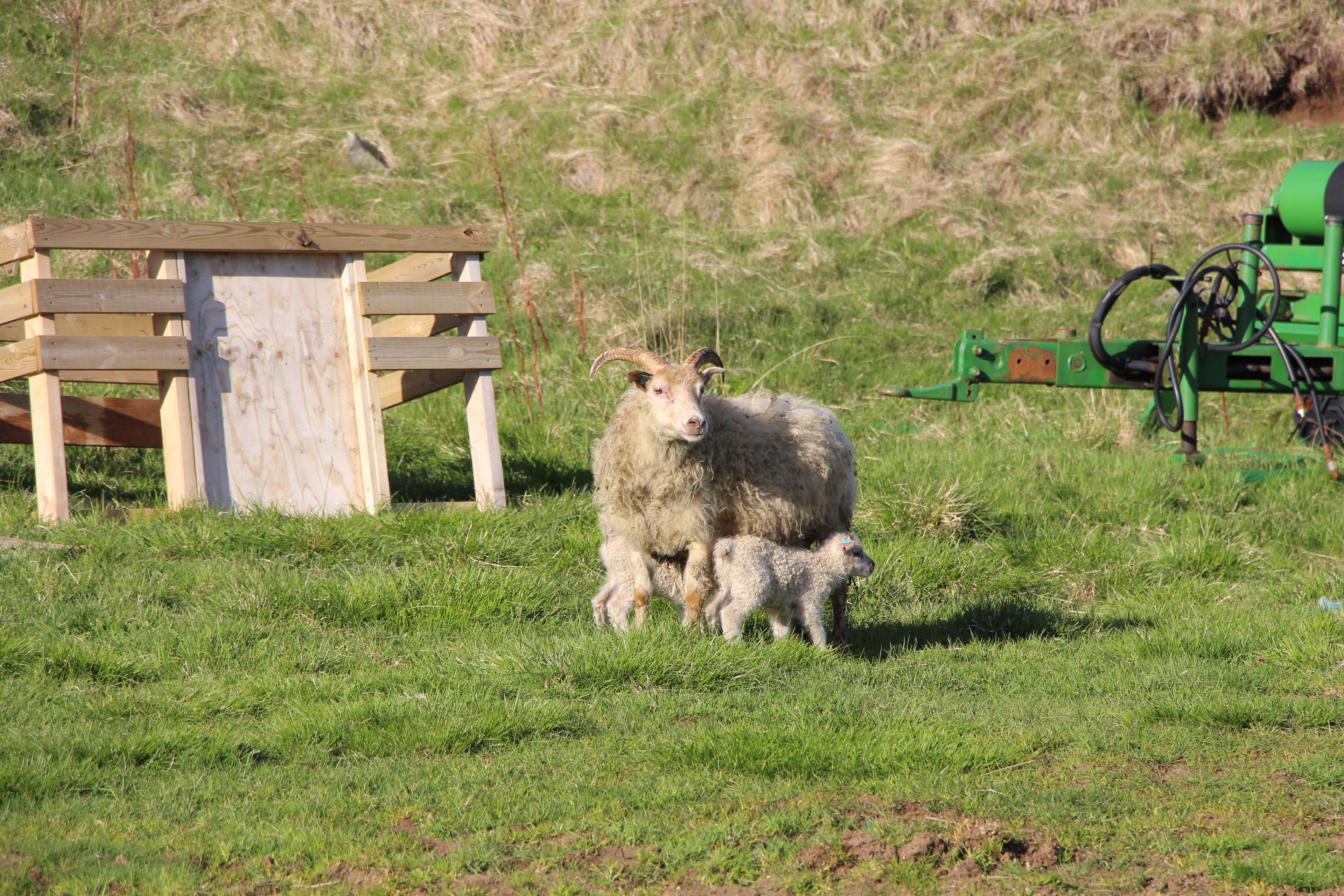 Helgafell Farmhouse
