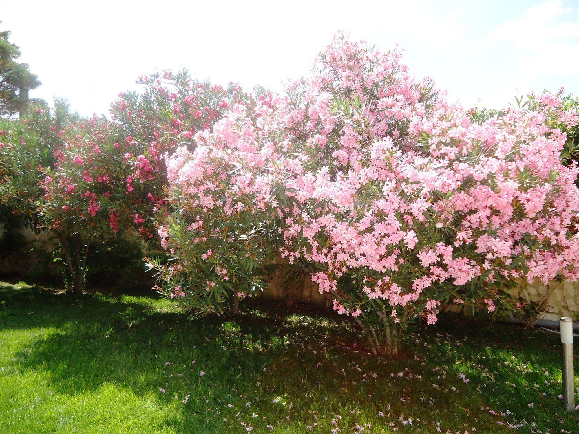 Bed and Breakfast Villa Dafne