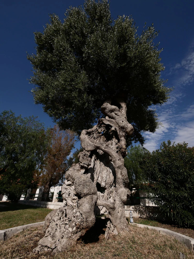 Masseria Maccarone