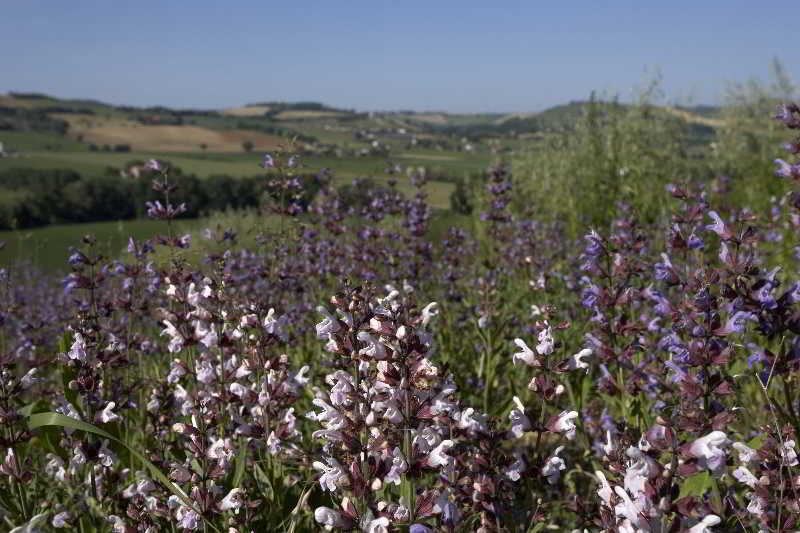La Roverella