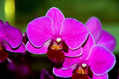 B&B L'Orchidea