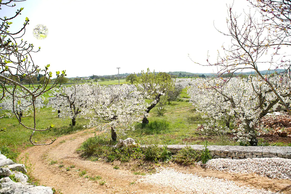 Masseria Guadiano Vecchio