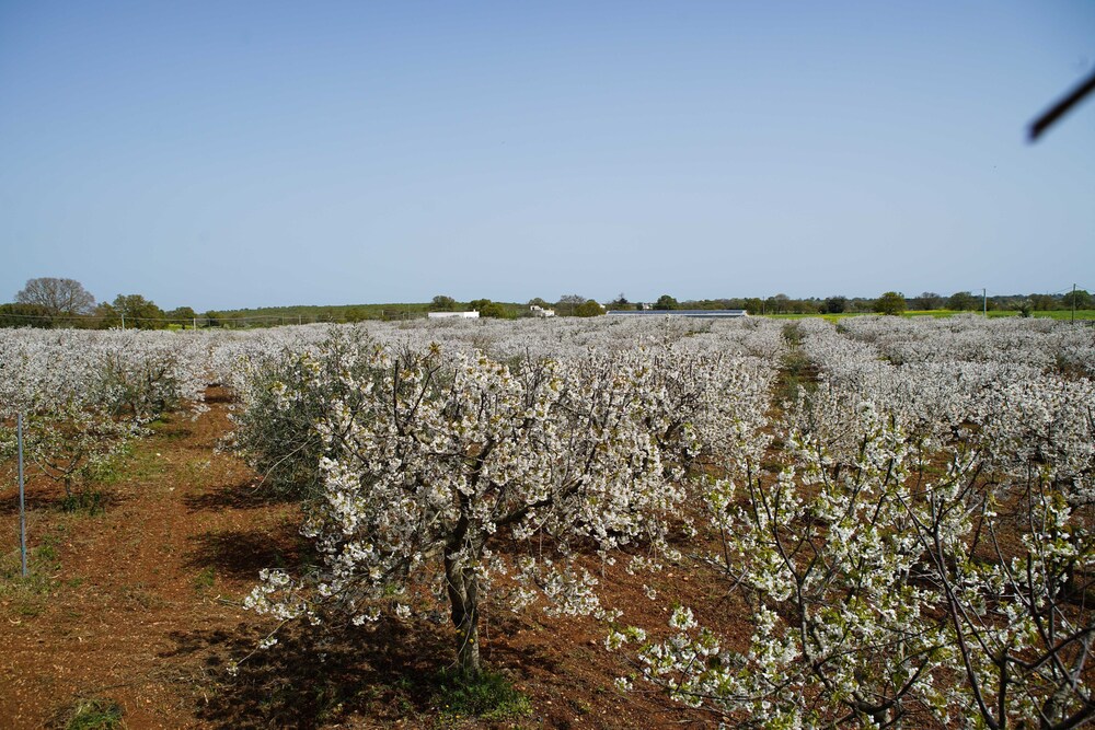 Masseria Guadiano Vecchio