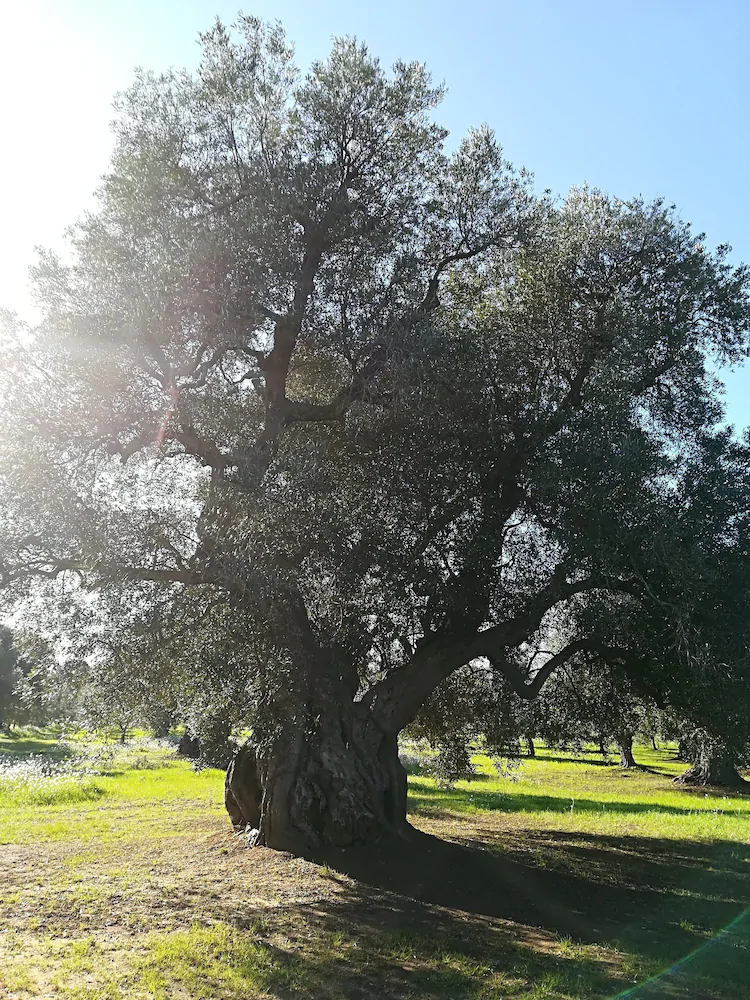 Trullo Alessandro E Villa Raffaela