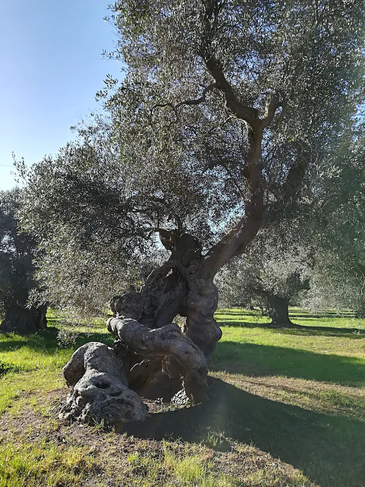 Trullo Alessandro E Villa Raffaela