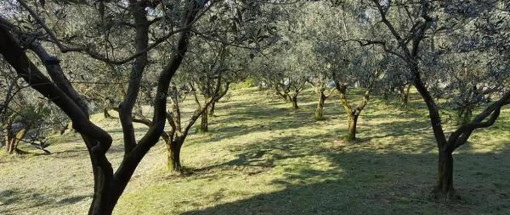 Residence Oliveto Mare Carso