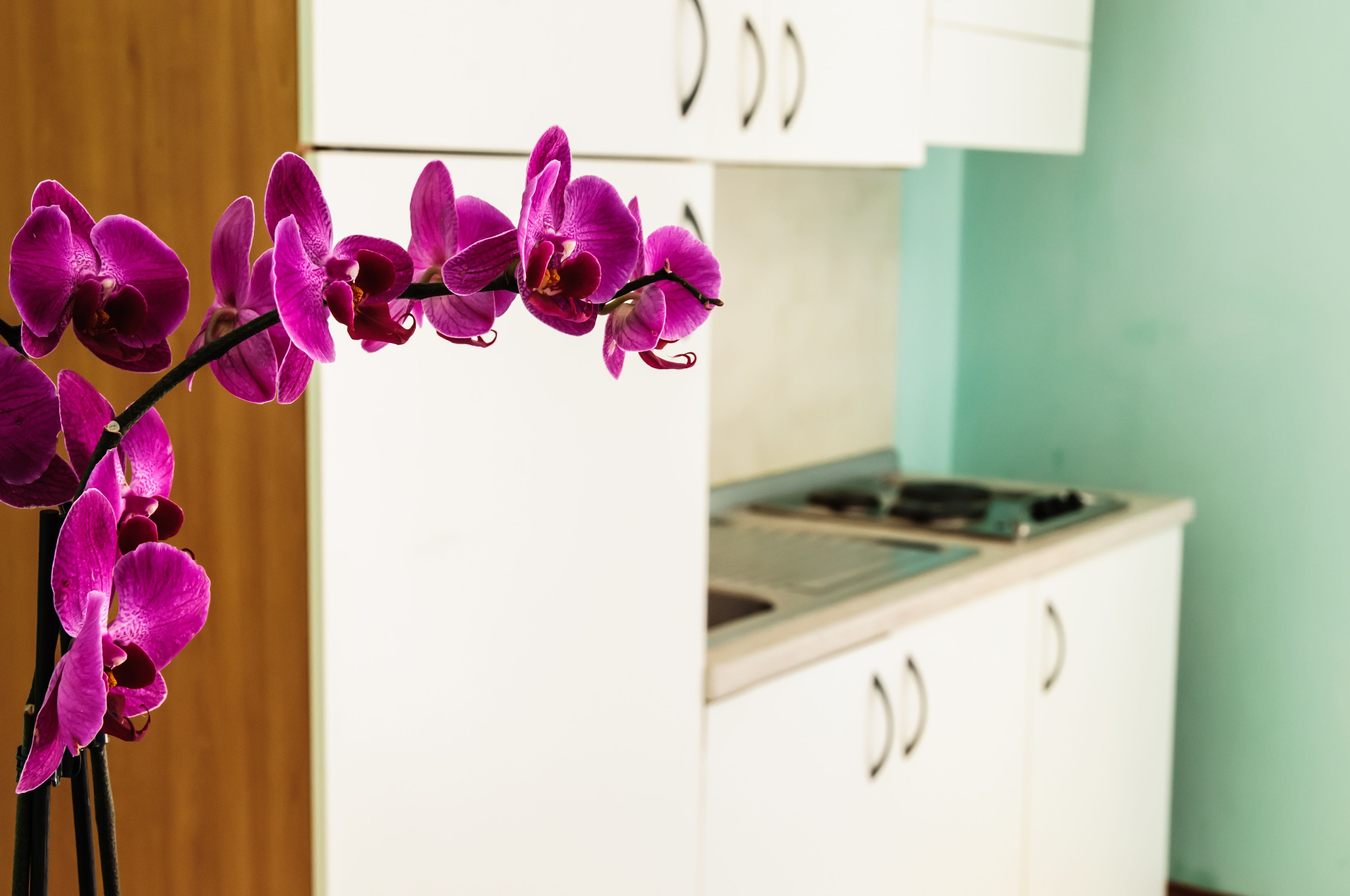 Residence Cima