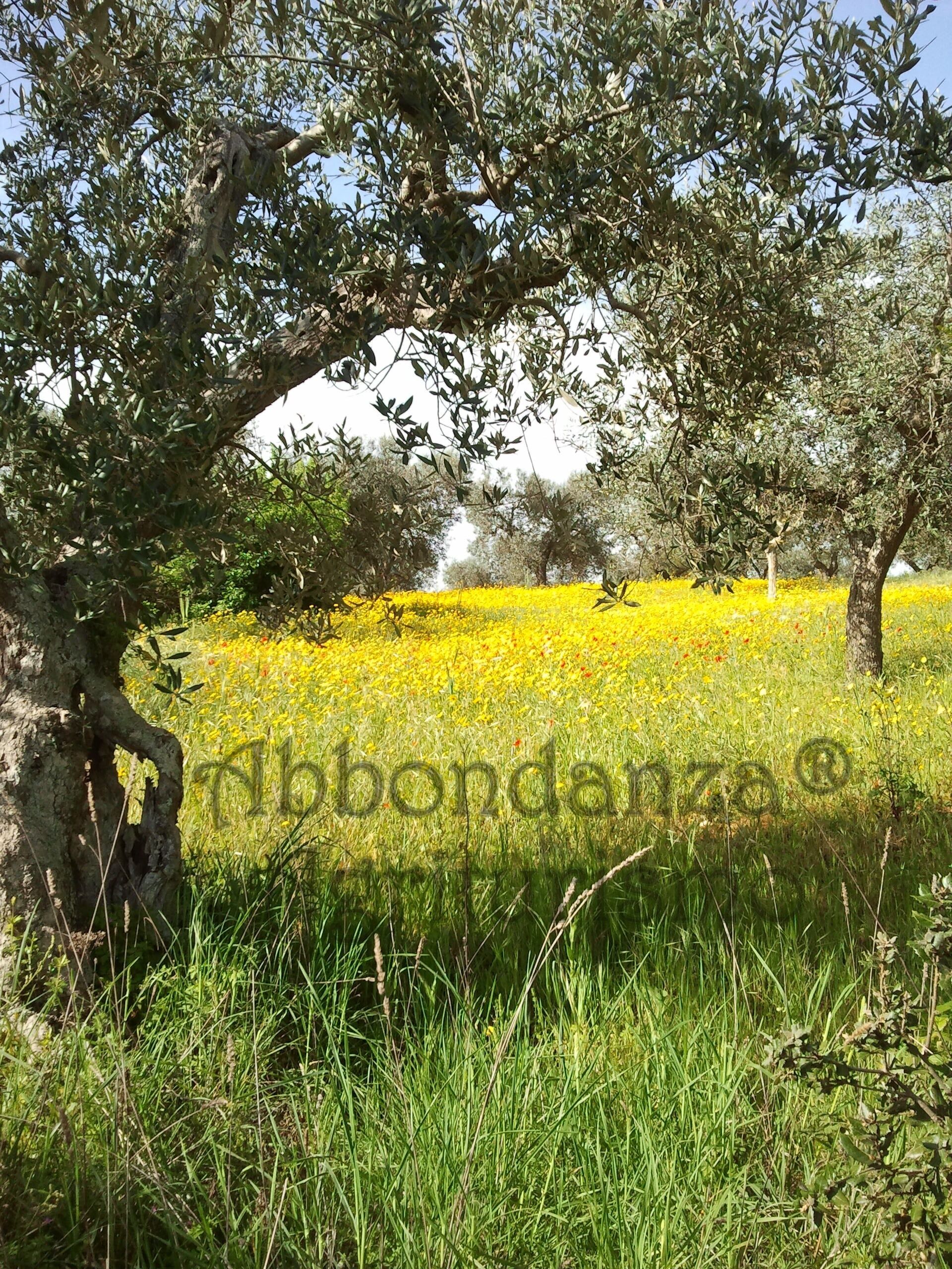 Room In BB Abbondanza The Farm House