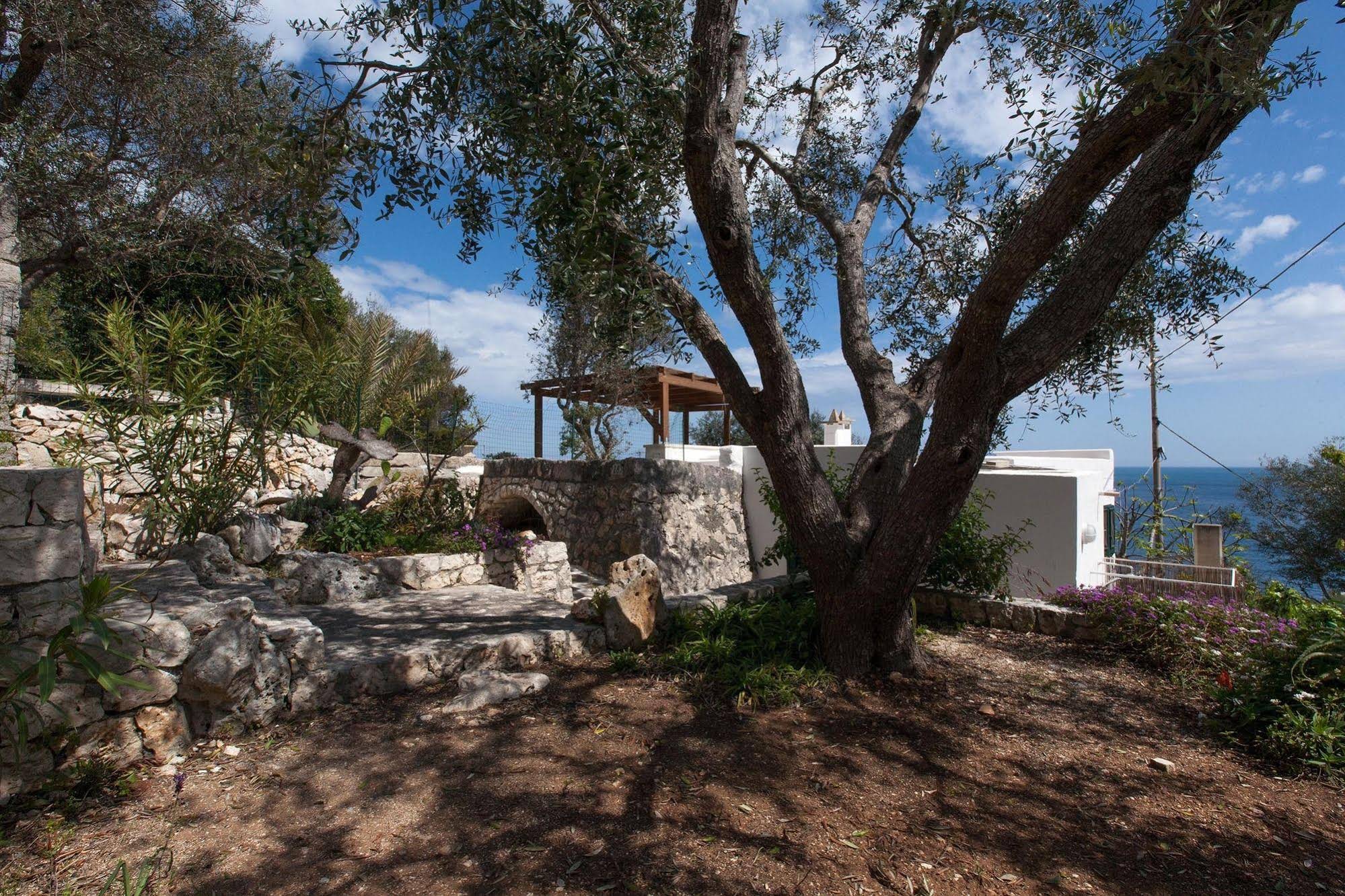 Pajara Di Nelly